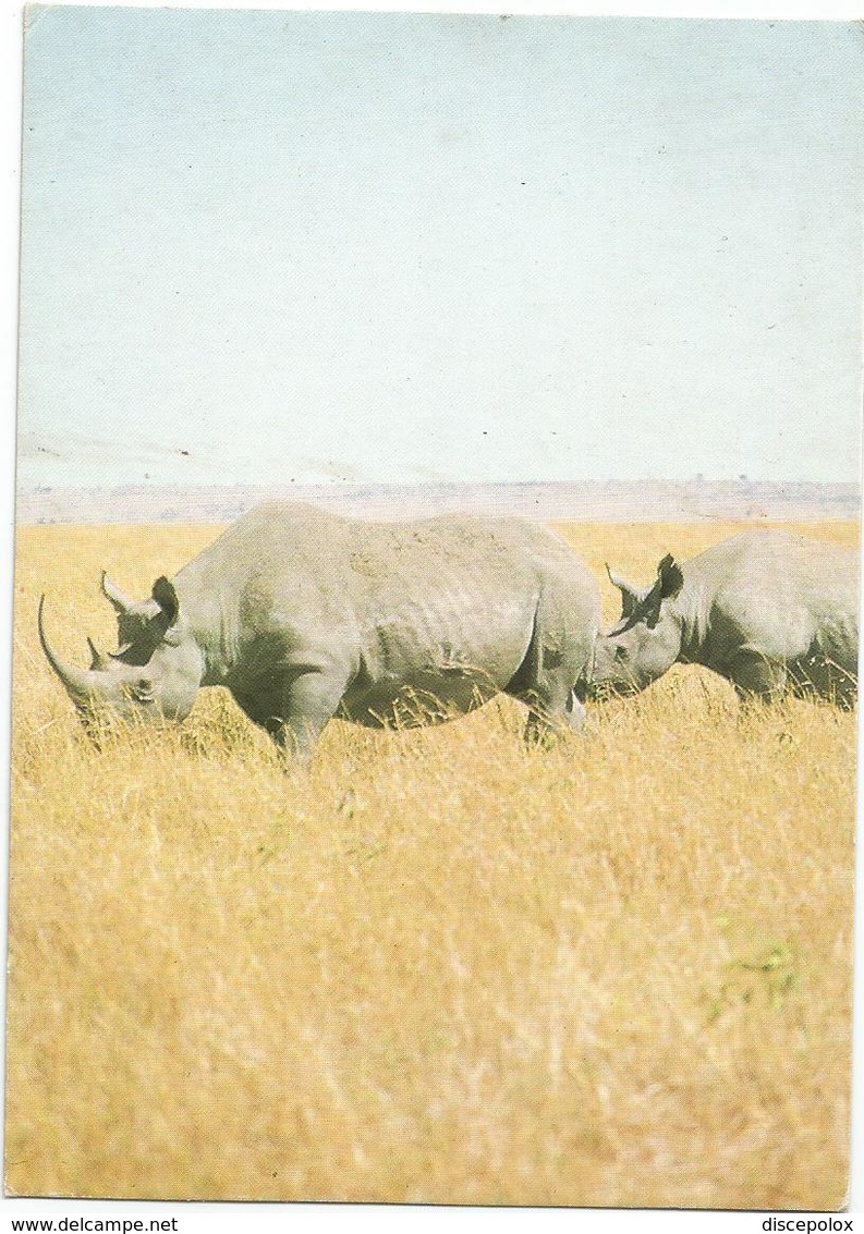 V3191 Rinoceronte Rhino Rhinoceros Nashörner - Black Rhinos / Non Viaggiata - Rinoceronte