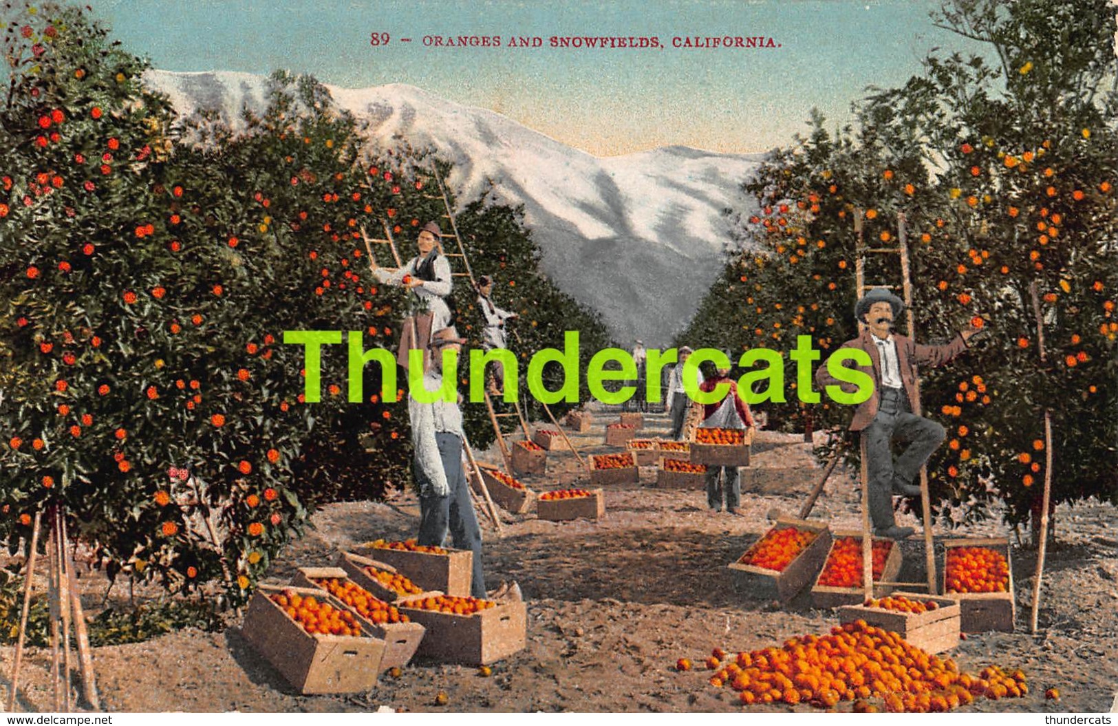 CPA ORANGES AND SNOWFIELDS CALIFORNIA - Autres & Non Classés