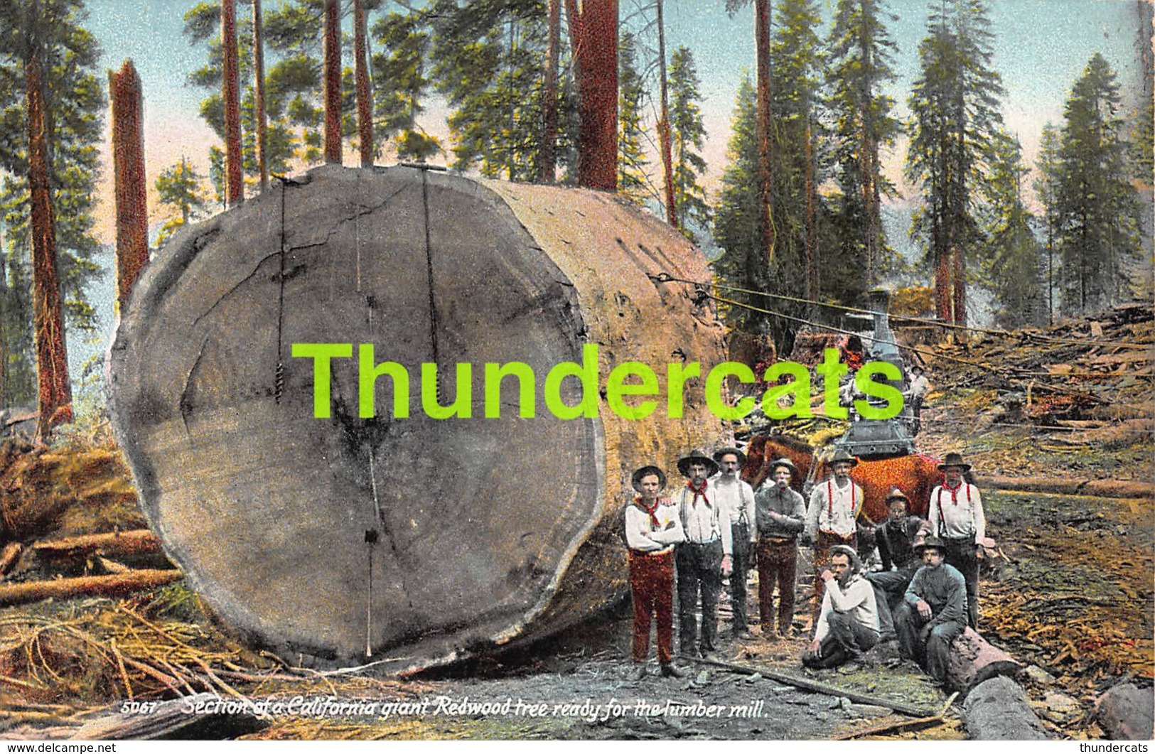 CPA  SECTION OF A CALIFORNIA GIANT REDWOOD TREE READY FOR THE LUMBER MILL - Autres & Non Classés