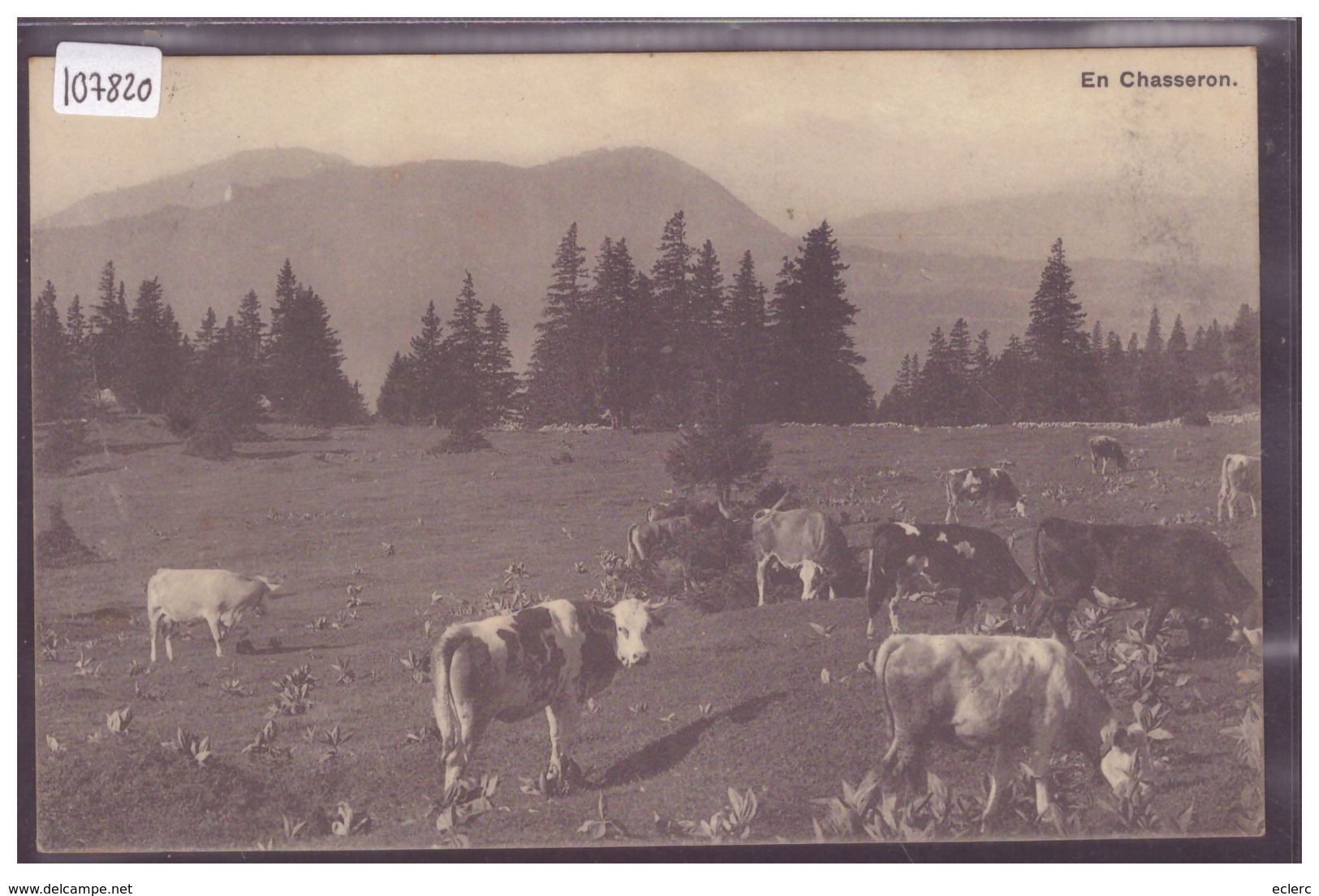 DISTRICT DE GRANDSON - VACHES AU CHASSERON - TB - Grandson