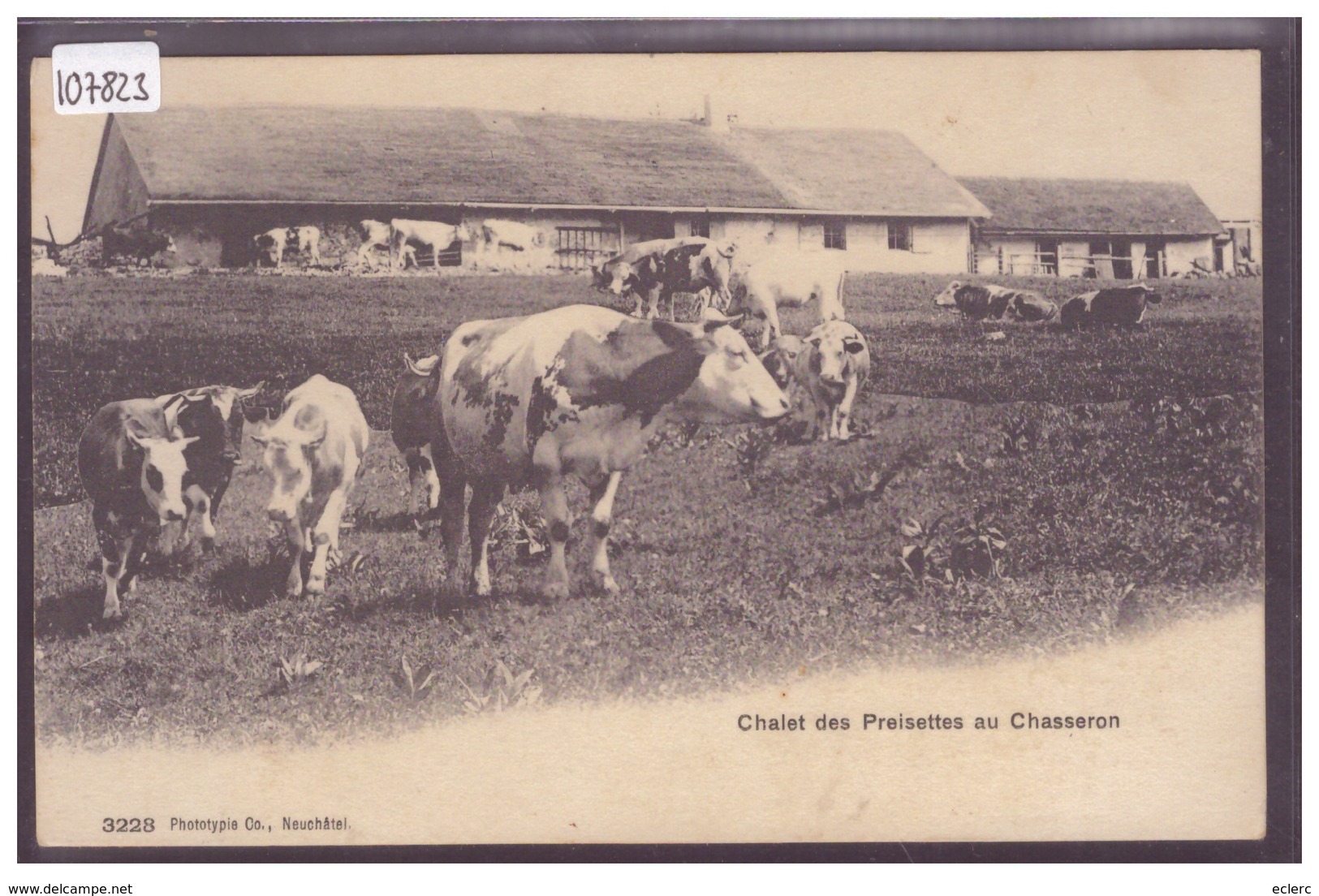 DISTRICT DE GRANDSON - VACHES AU CHALET DES PREISETTES - TB - Grandson