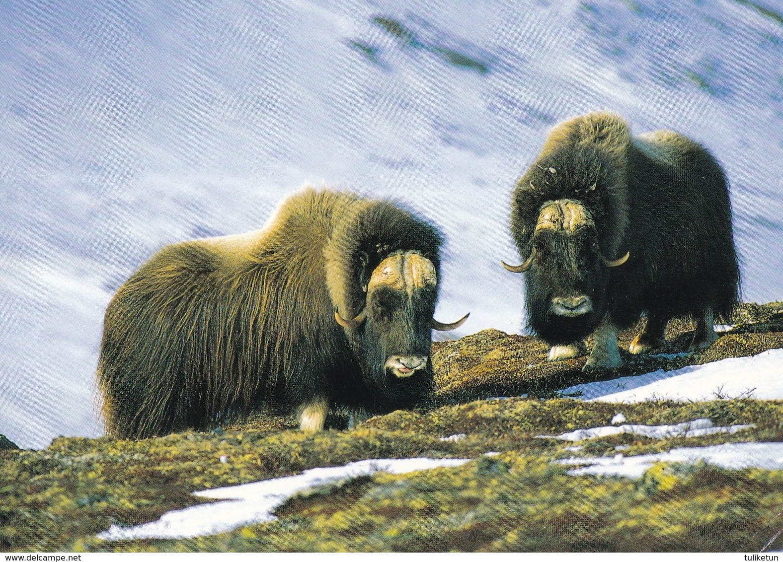 Musk-ox - Musk Ox - Myskoxen - Myskihärkä - WWF Panda Logo - Other & Unclassified