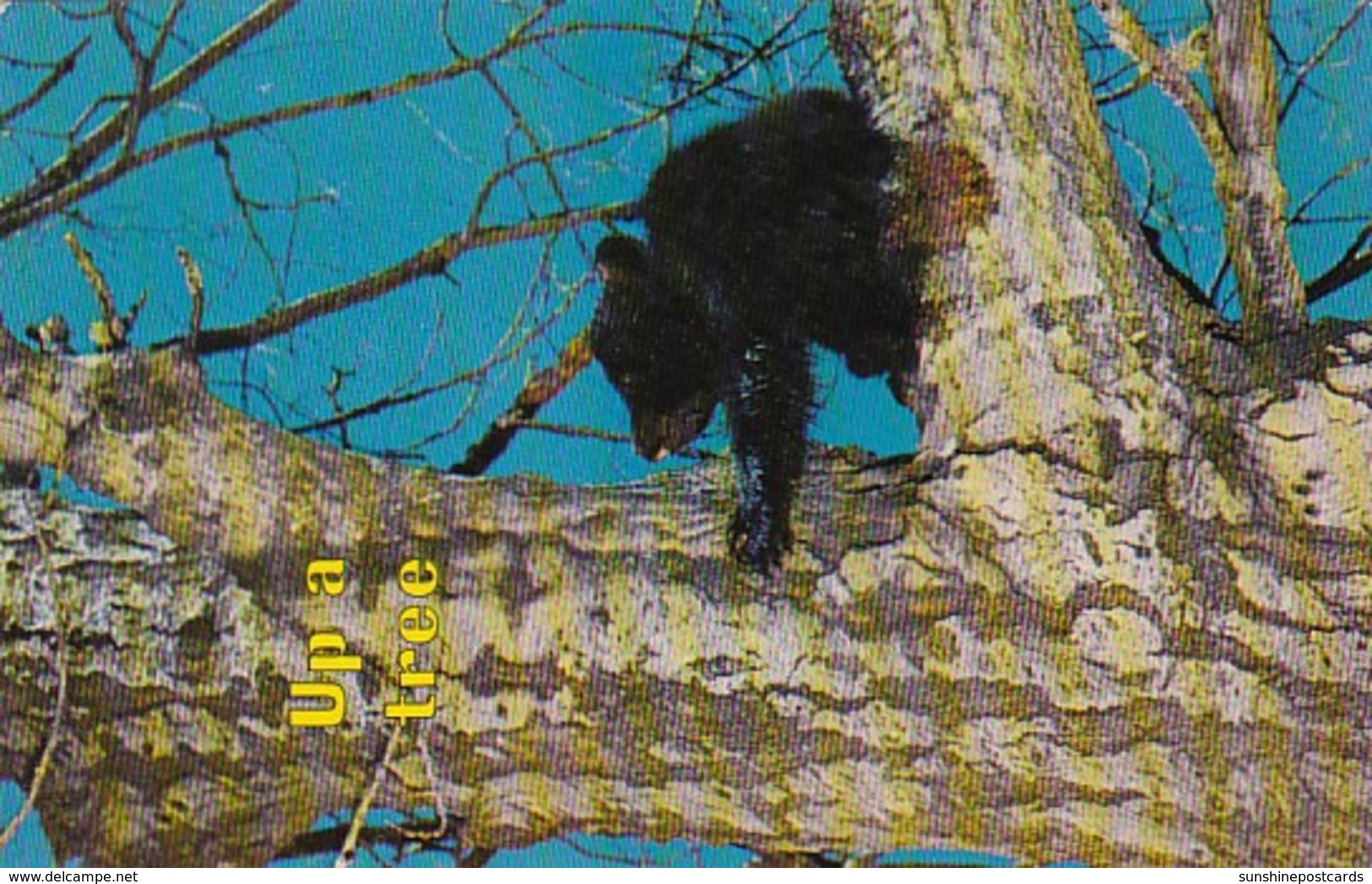 Black Bear Up A Tree Another Fine Mess You Got Me Into - Bears