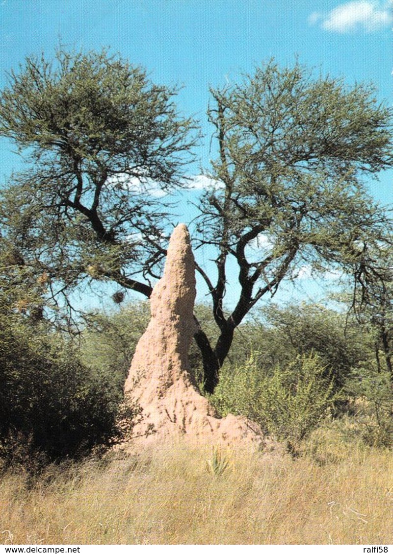 1 AK Namibia * Termitenhügel Im Busch * - Namibia