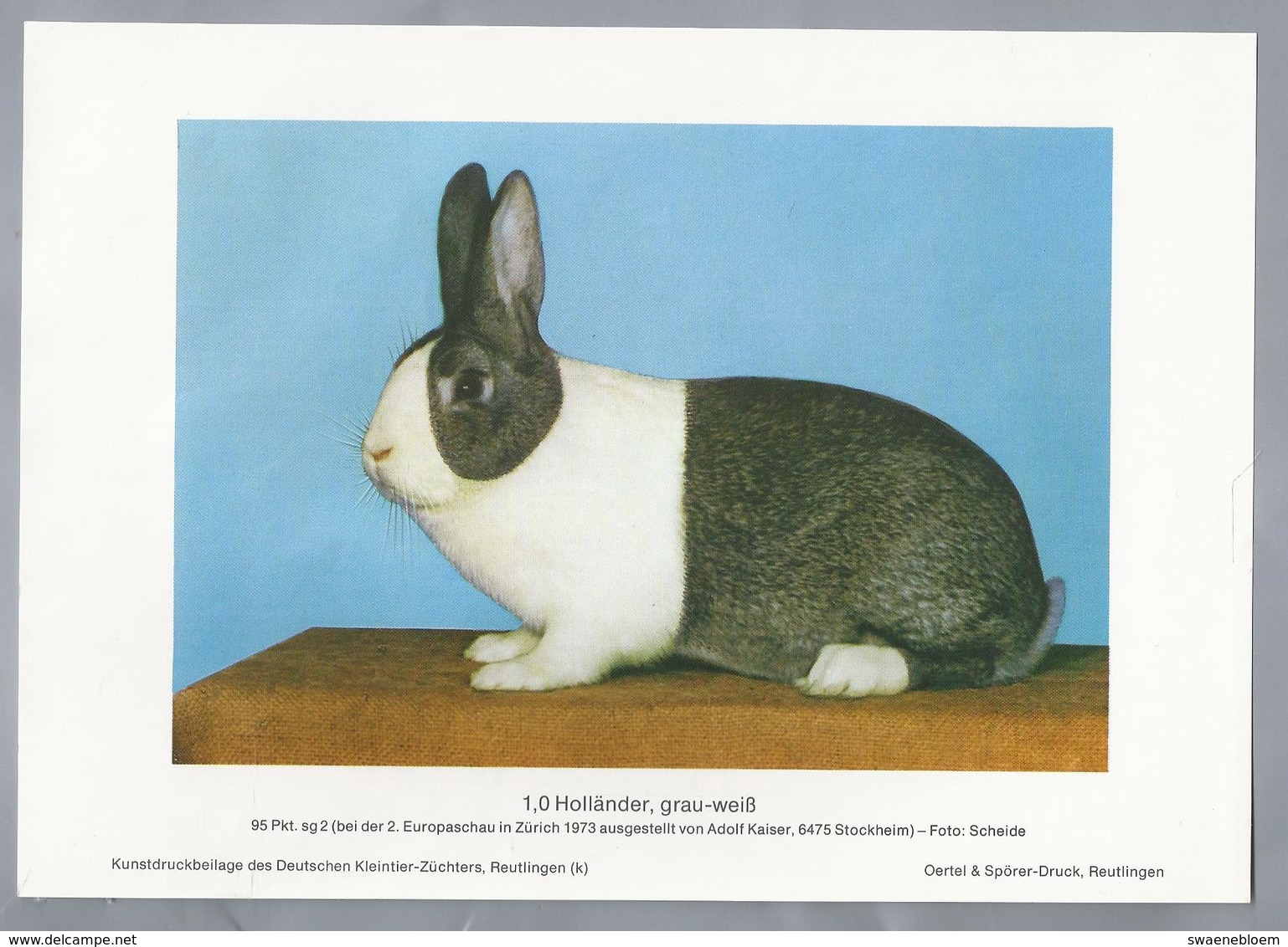 KONIJN.- KANINCHEN. LAPIN. RABBIT. CONEJO. HOLLÄNDER GRAU WEISS. Foto: SCHEIDE. Rassebeschreibung Rückseite - Prenten & Gravure