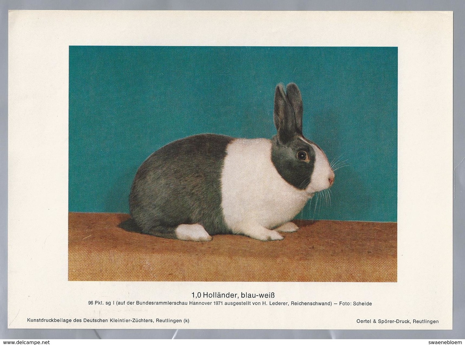 KONIJN.- KANINCHEN. LAPIN. RABBIT. CONEJO. HOLLÄNDER BLAU WEISS. Foto: SCHEIDE. Rassebeschreibung Rückseite - Prenten & Gravure