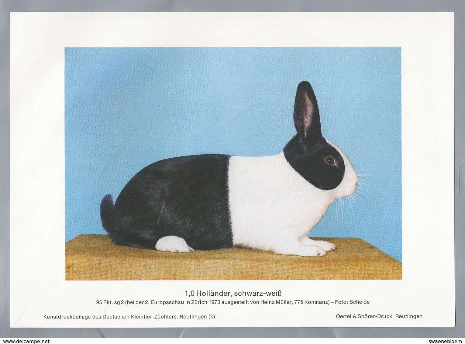 KONIJN.- KANINCHEN. LAPIN. RABBIT. CONEJO. HOLLÄNDER SCHWARZ WEISS. Foto: SCHEIDE. Rassebeschreibung Rückseite - Prenten & Gravure