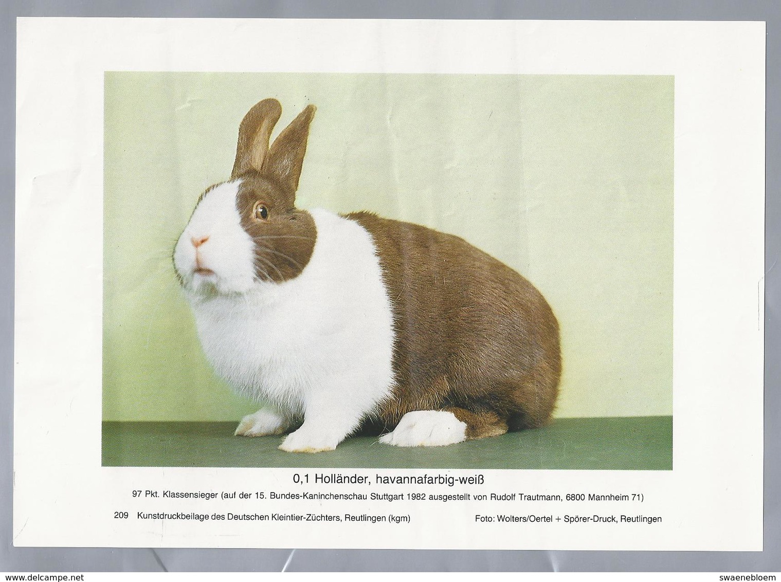 KONIJN.- KANINCHEN. LAPIN. RABBIT. CONEJO. HOLLÄNDER HAVANNAFARBIG WEISS. Foto: WOLTERS. Rassebeschreibung Rückseite - Prenten & Gravure