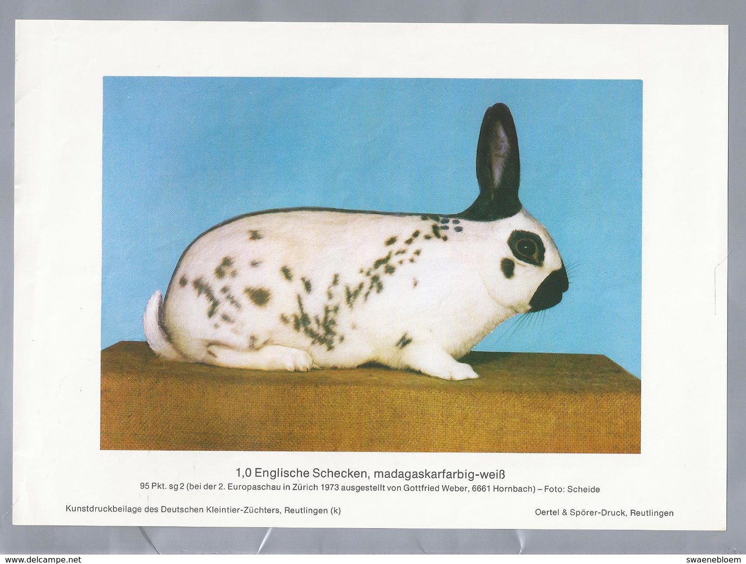 KONIJN.- KANINCHEN. LAPIN. RABBIT. CONEJO. ENGLISCHE SCHECKEN, MADAGASKARFARBIG WEISS. Rassebeschreibung Rückseite - Prenten & Gravure