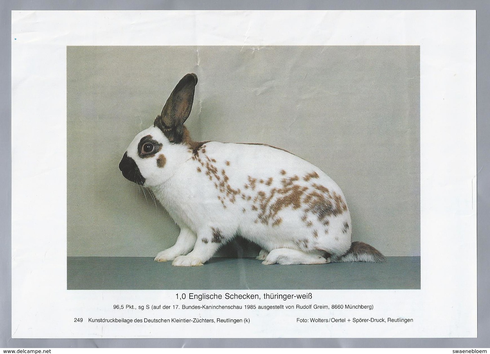 KONIJN.- KANINCHEN. LAPIN. RABBIT. CONEJO. ENGLISCHE SCHECKEN, THÜRINGER WEISS. Foto SCHEIDE Rassebeschreibung Rückseite - Prenten & Gravure