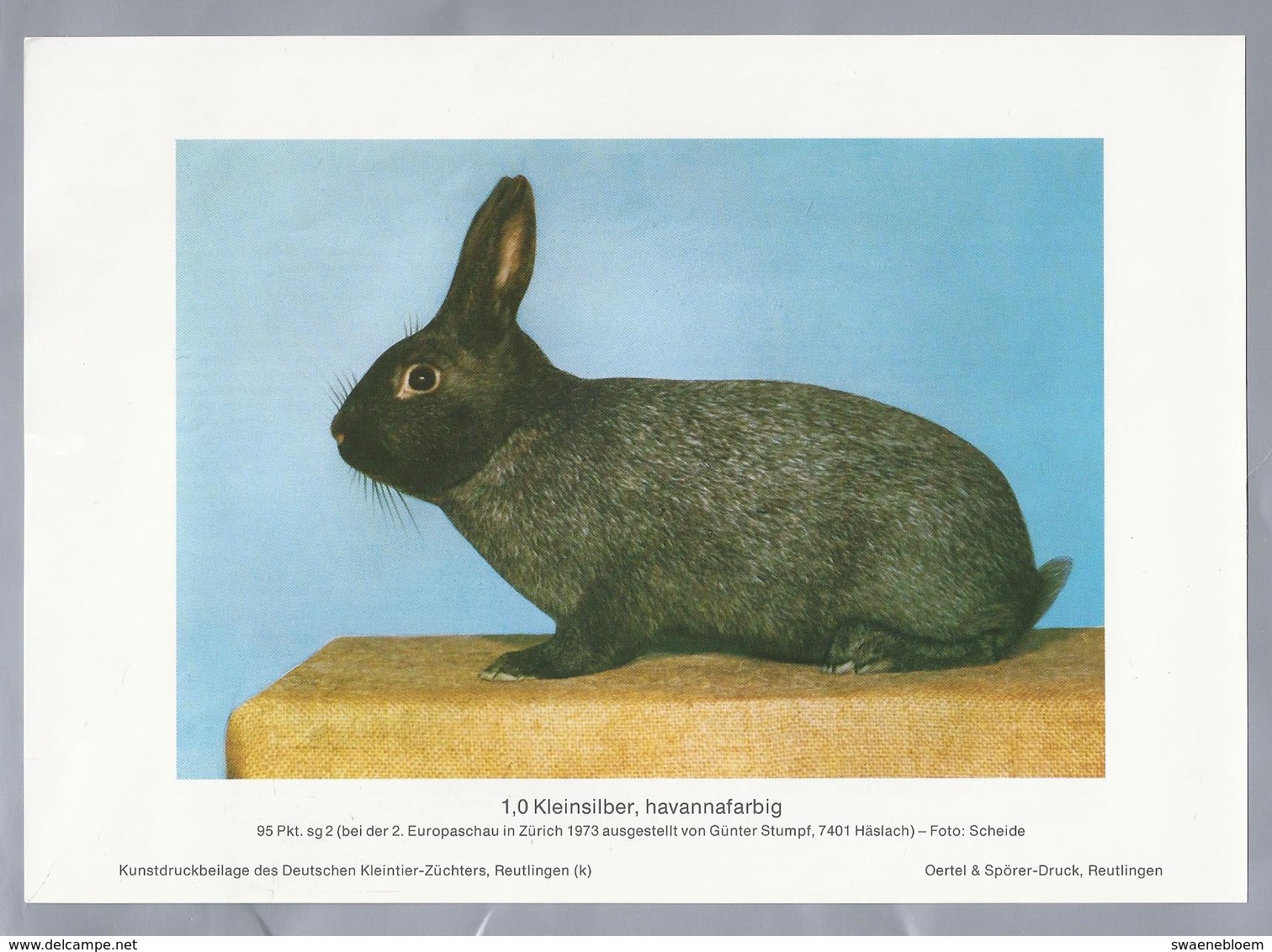 KONIJN.- KANINCHEN. LAPIN. RABBIT. CONEJO. KLEINSILBER, HAVANNAFARBIG. Foto: SCHEIDE. Rassebeschreibung Rückseite - Prenten & Gravure