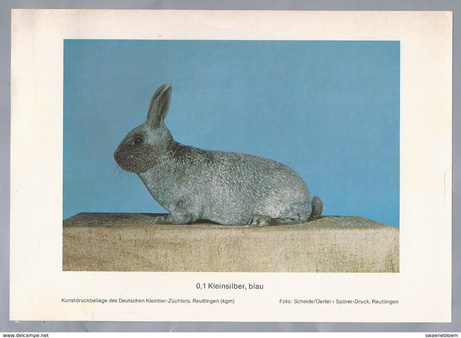 KONIJN.- KANINCHEN. LAPIN. RABBIT. CONEJO. KLEINSILBER, BLAU. Foto: SCHEIDE. Rassebeschreibung Rückseite - Prenten & Gravure