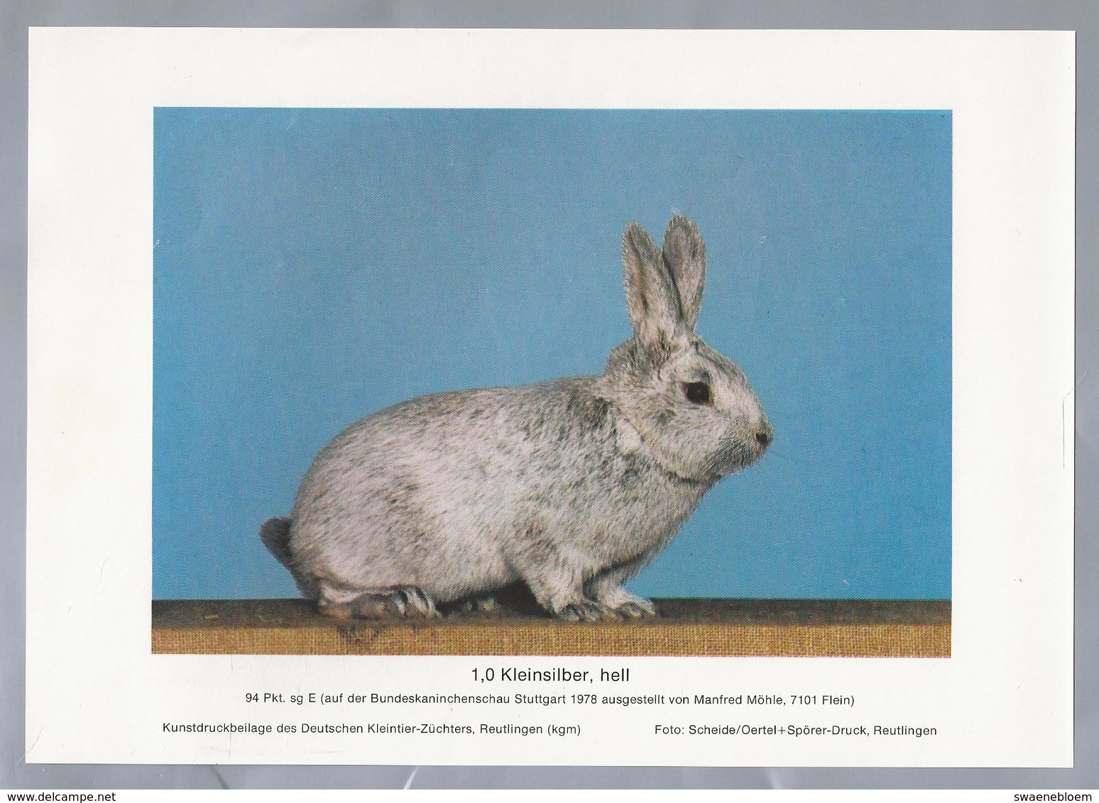 KONIJN.- KANINCHEN. LAPIN. RABBIT. CONEJO. KLEINSILBER, HELL. Foto: SCHEIDE. Rassebeschreibung Rückseite - Prenten & Gravure