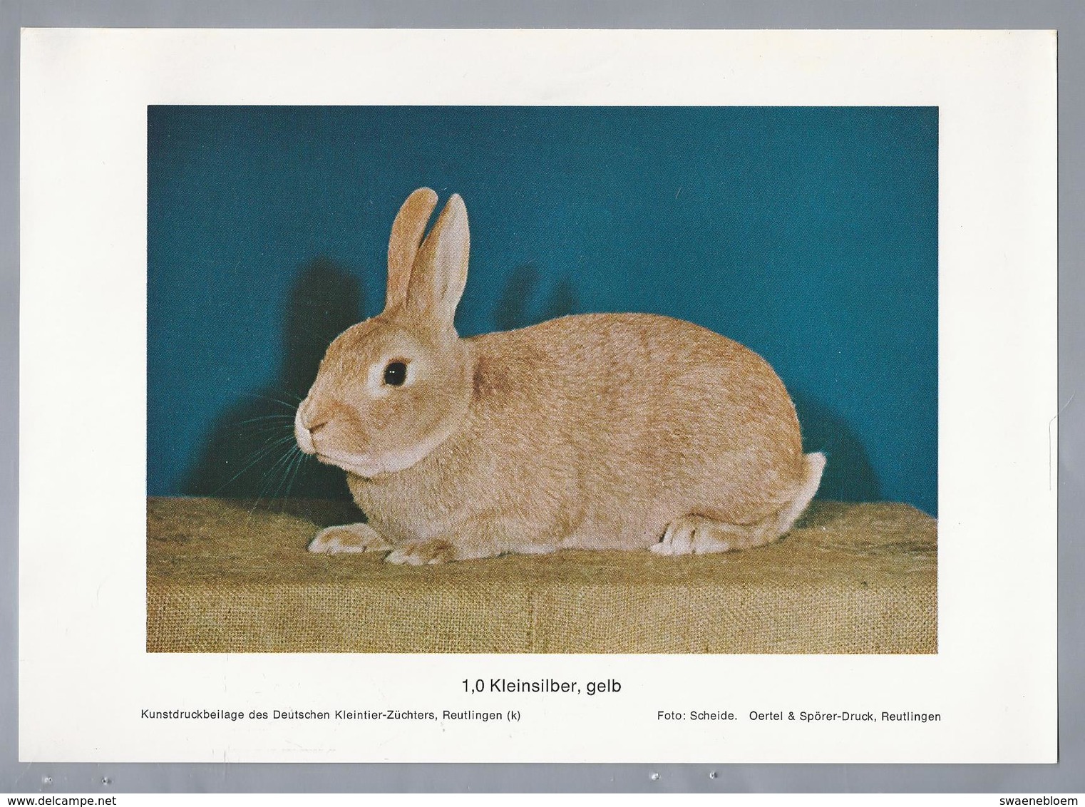 KONIJN.- KANINCHEN. LAPIN. RABBIT. CONEJO. KLEINSILBER, GELB. Foto: SCHEIDE. Rassebeschreibung Rückseite - Prenten & Gravure