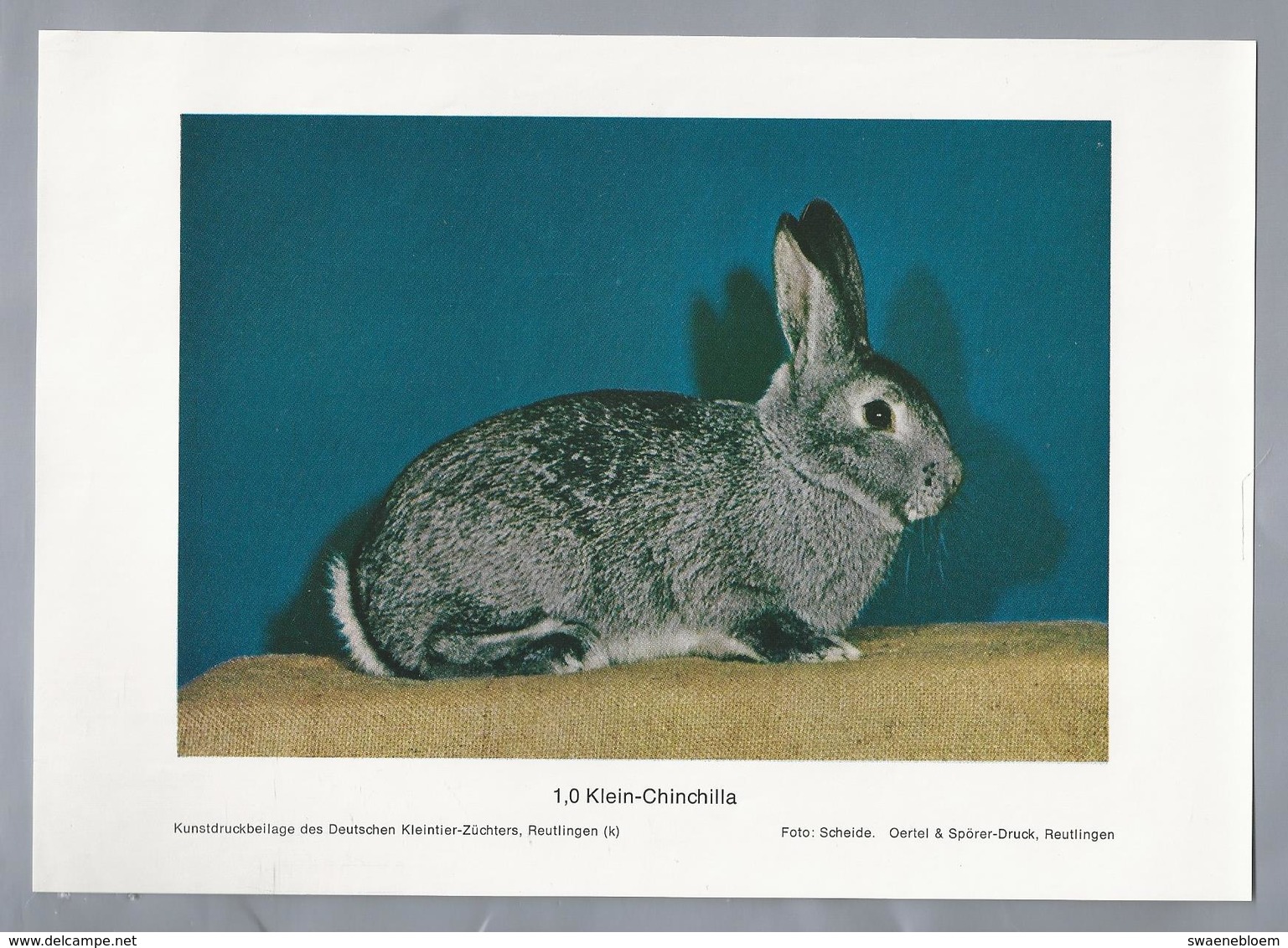 KONIJN.- KANINCHEN. LAPIN. RABBIT. CONEJO. KLEIN CHINCHILLA. Foto: SCHEIDE. Rassebeschreibung Rückseite - Prenten & Gravure