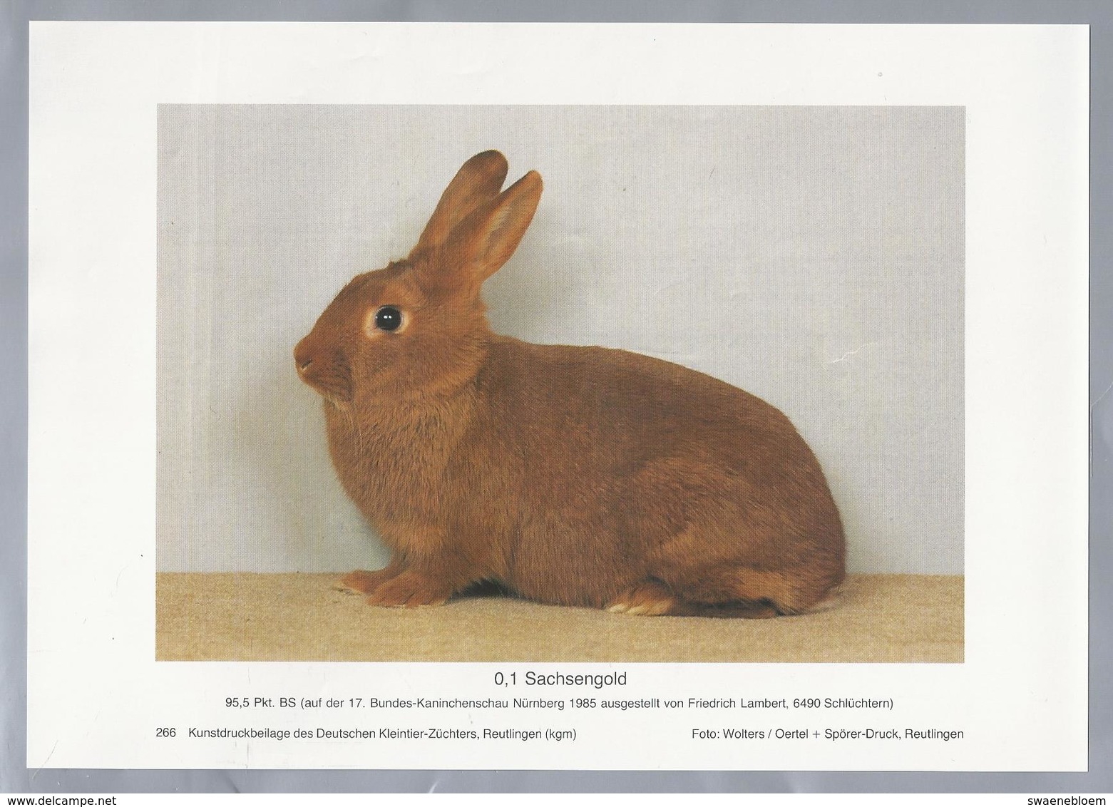 KONIJN.- KANINCHEN. LAPIN. RABBIT. CONEJO. SACHSENGOLD. Foto: WOLTERS. Rassebeschreibung Rückseite - Prenten & Gravure