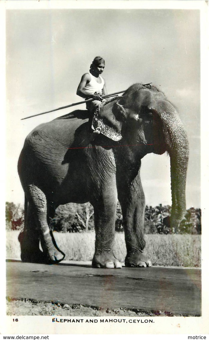 ELEPHANT And Mahout, Ceylon. - Éléphants