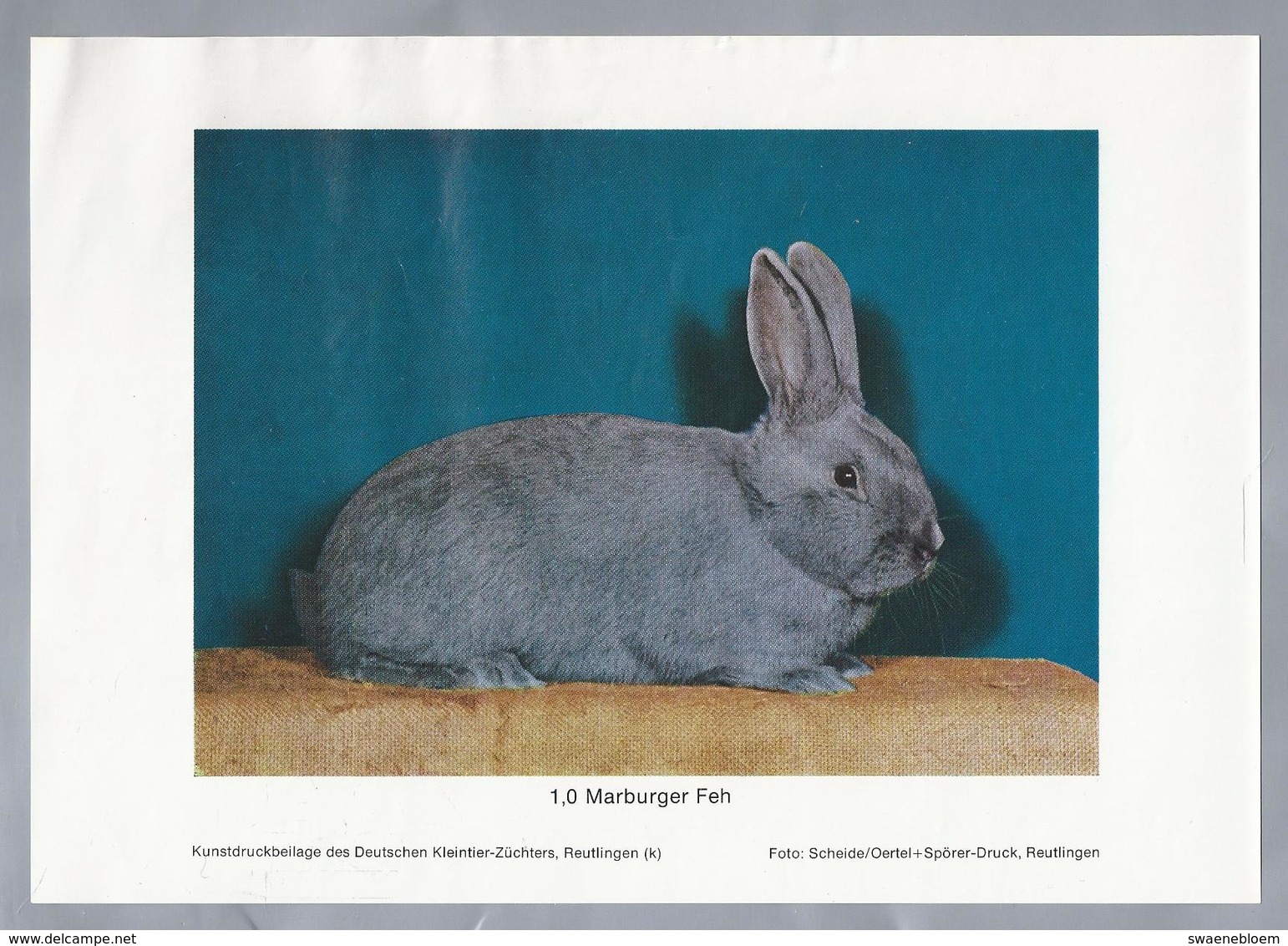 KONIJN.- KANINCHEN. LAPIN. RABBIT. CONEJO. MARBURGER FEH. Foto: SCHEIDE. Rassebeschreibung Rückseite - Prenten & Gravure