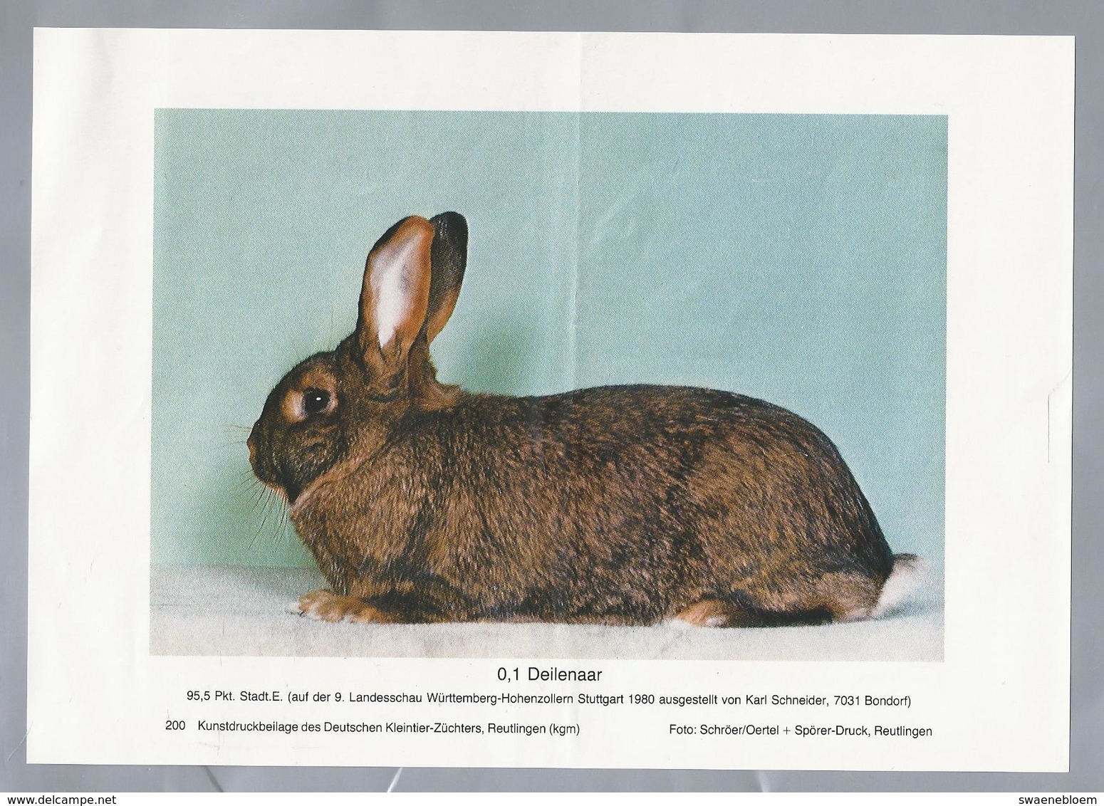 KONIJN.- KANINCHEN. LAPIN. RABBIT. CONEJO. DEILENAAR. Foto: SCHRÖER. Rassebeschreibung Rückseite - Prenten & Gravure