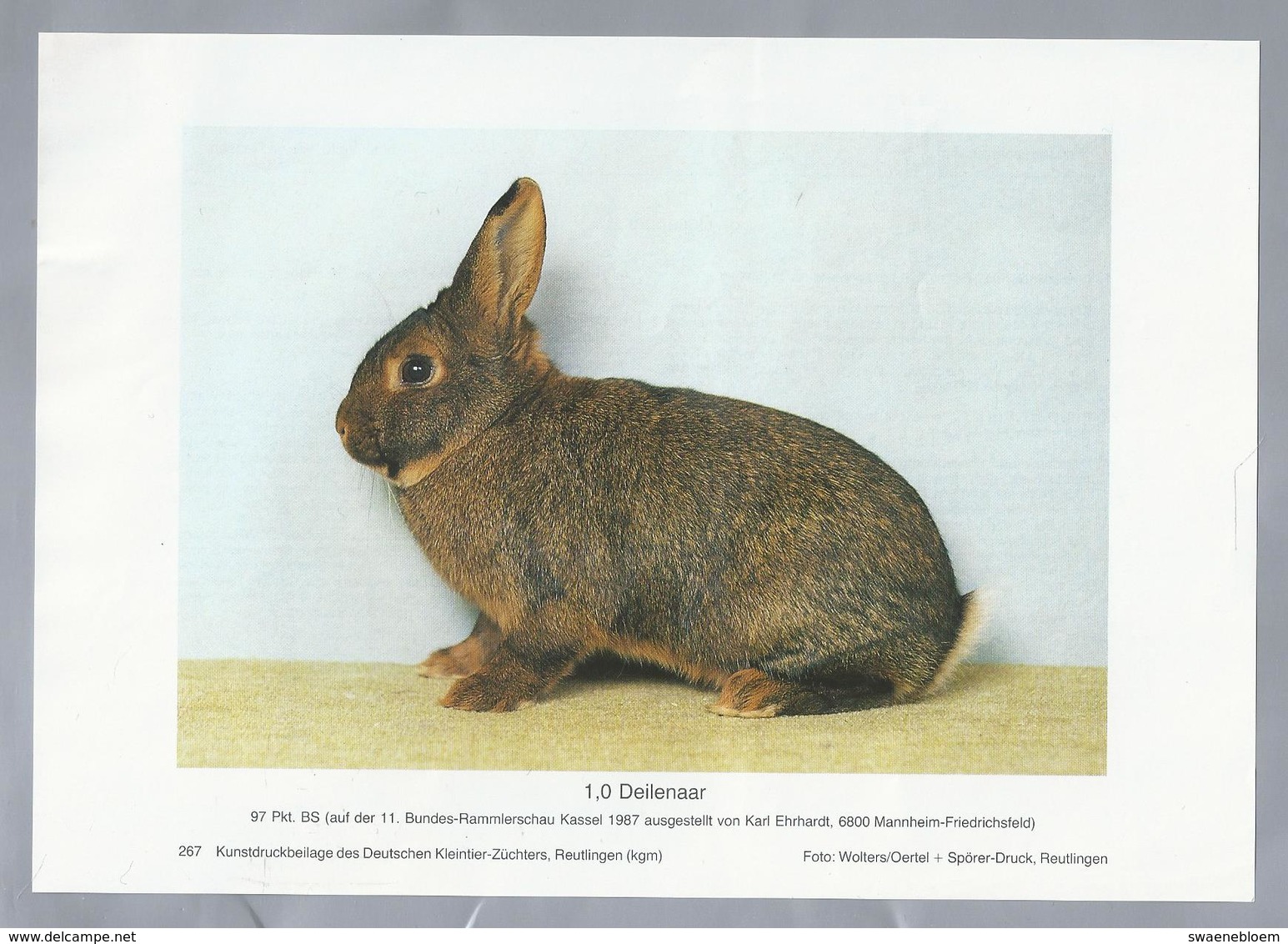 KONIJN.- KANINCHEN. LAPIN. RABBIT. CONEJO. DEILENAAR. Foto: WOLTERS. Rassebeschreibung Rückseite - Prenten & Gravure