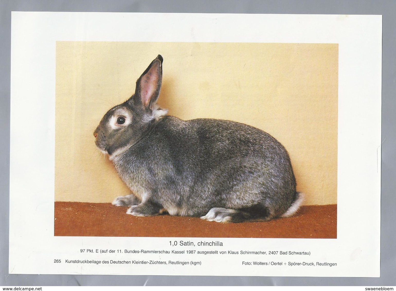 KONIJN.- KANINCHEN. LAPIN. RABBIT. CONEJO. SATIN, CHINCHILLA. Foto: WOLTERS. Rassebeschreibung Rückseite - Prenten & Gravure