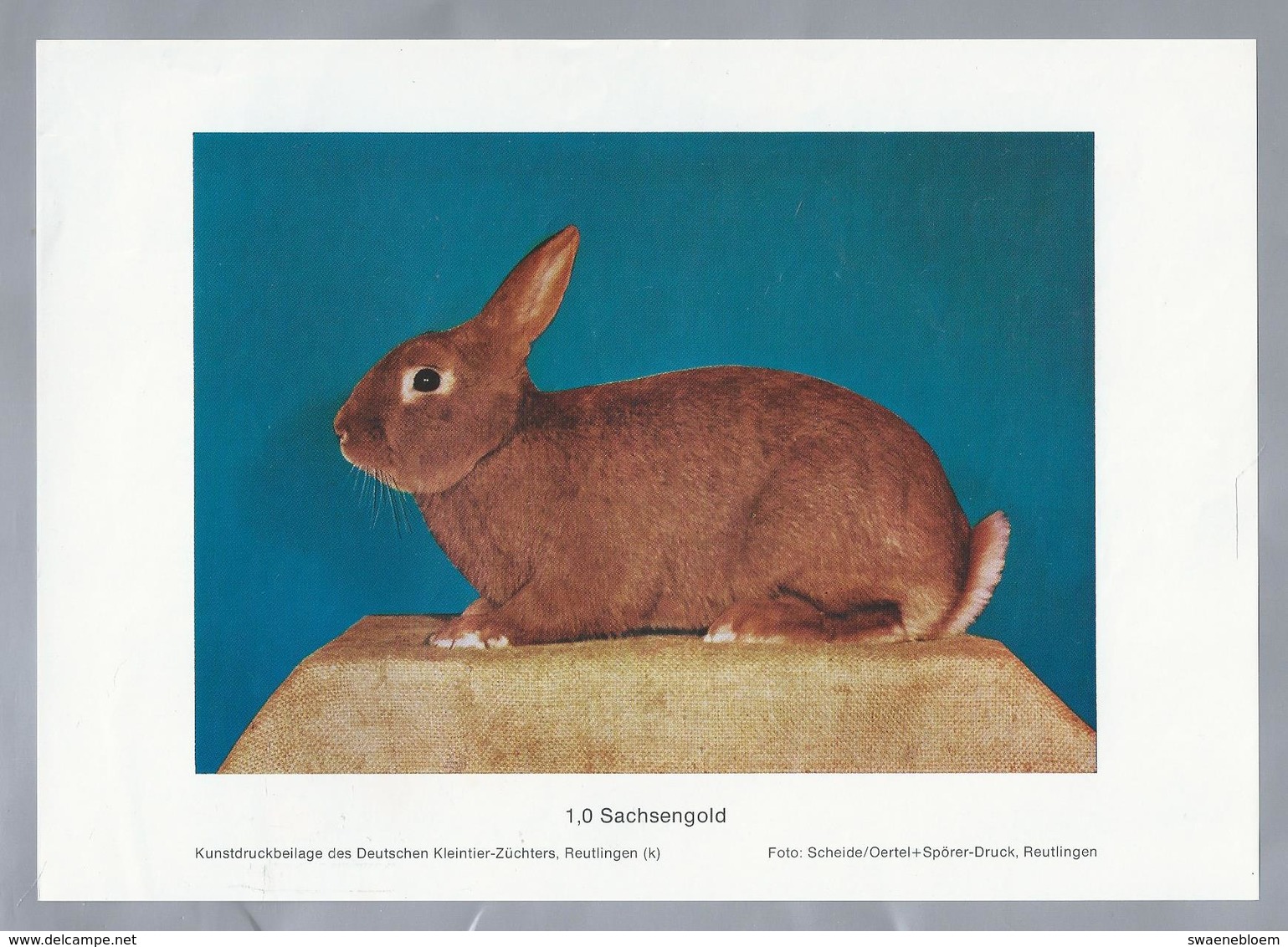 KONIJN.- KANINCHEN. LAPIN. RABBIT. CONEJO. SACHSENGOLD. Foto: SCHEIDE. Rassebeschreibung Rückseite - Prenten & Gravure