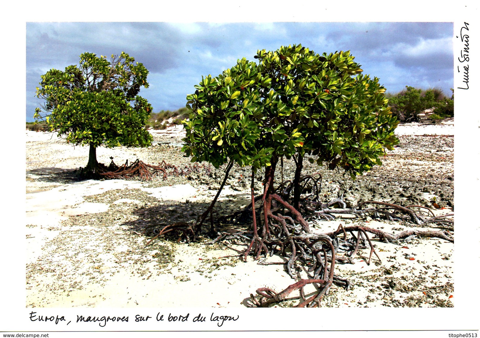 TAAF. Photo. Europa, Mangroves Sur Le Bord Du Lagon. - Autres & Non Classés