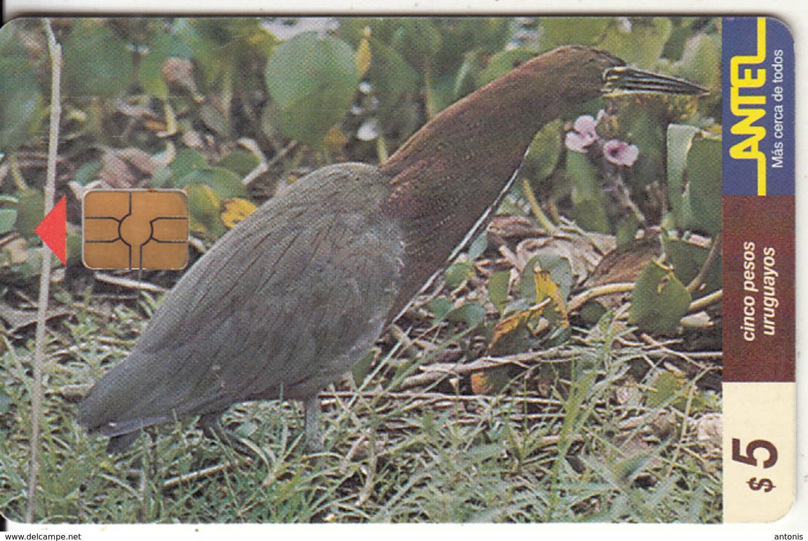 URUGUAY - Bird, Garza Colorada(70a), 09/99, Used - Uruguay