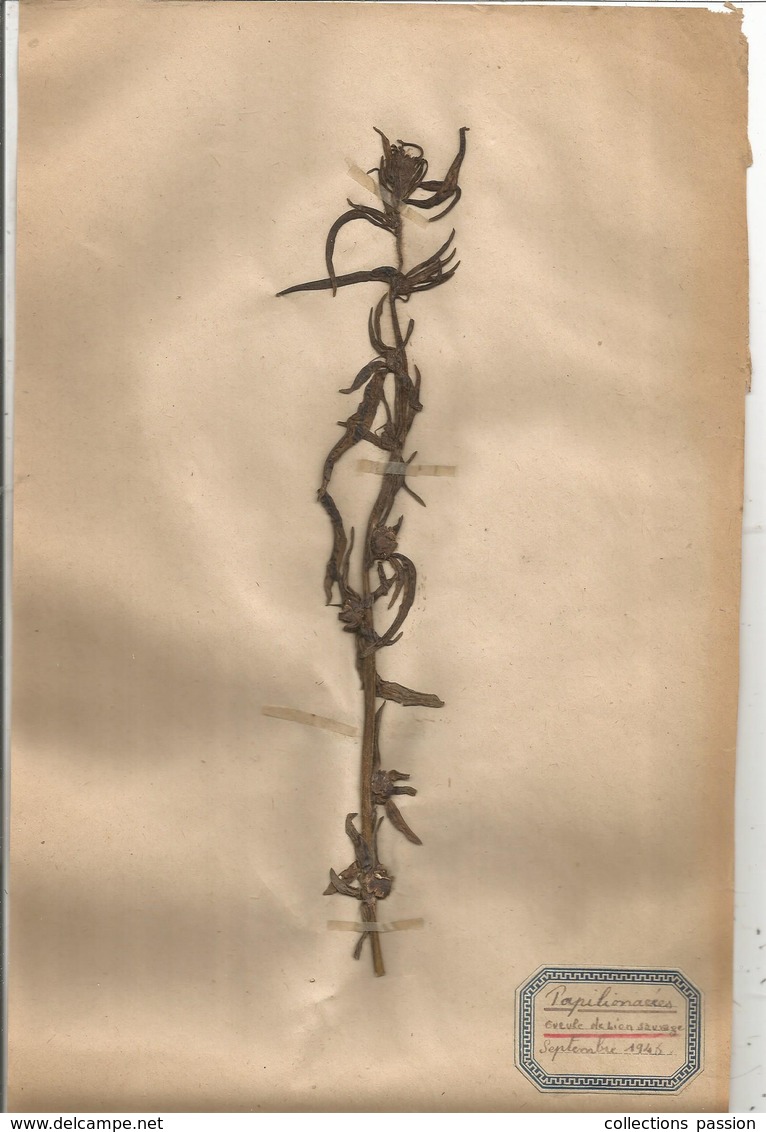 Herbier Véritable,fleurs Séchés,  11 Planches , Famille Des PAPILLONACEES , 1946 , 12 Scans, Frais Fr 4.25 E - Autres & Non Classés