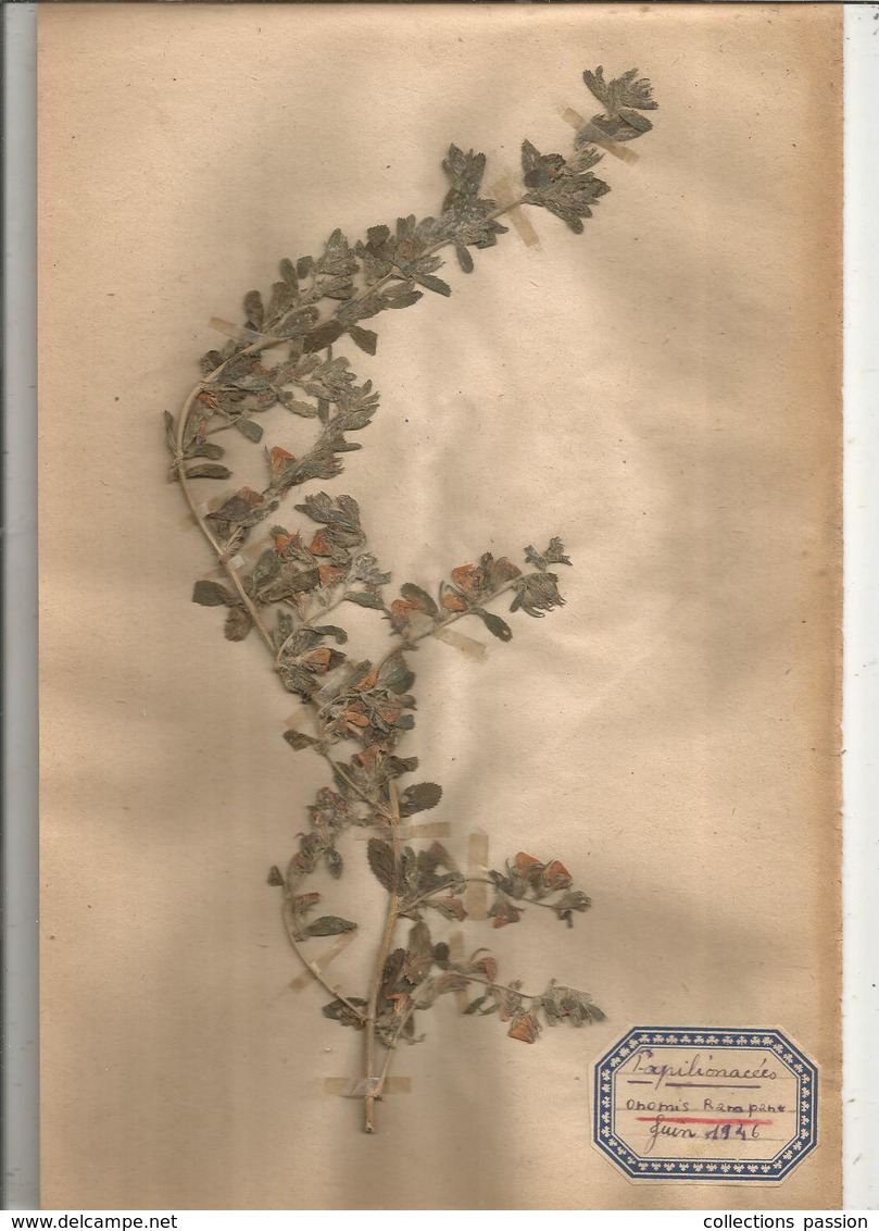 Herbier Véritable,fleurs Séchés,  11 Planches , Famille Des PAPILLONACEES , 1946 , 12 Scans, Frais Fr 4.25 E - Autres & Non Classés