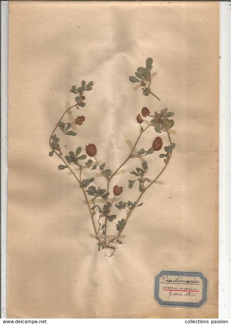 Herbier Véritable,fleurs Séchés,  11 Planches , Famille Des PAPILLONACEES , 1946 , 12 Scans, Frais Fr 4.25 E - Autres & Non Classés