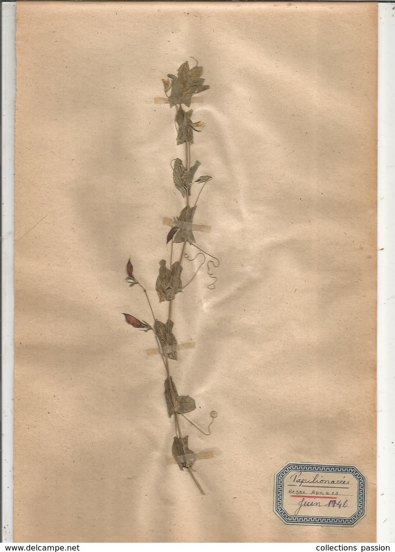 Herbier Véritable,fleurs Séchés,  11 Planches , Famille Des PAPILLONACEES , 1946 , 12 Scans, Frais Fr 4.25 E - Autres & Non Classés