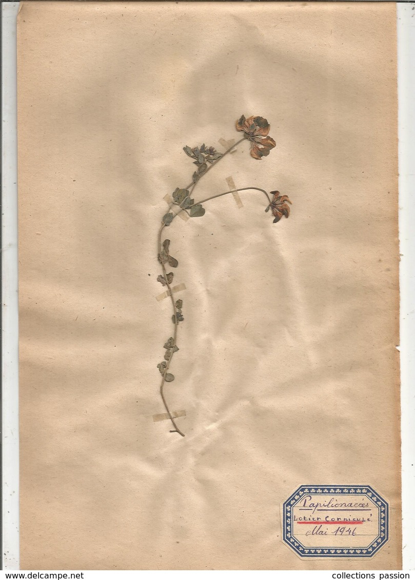 herbier véritable,fleurs séchés,  11 planches , famille des PAPILLONACEES , 1946 , 12 scans, frais fr 4.25 e