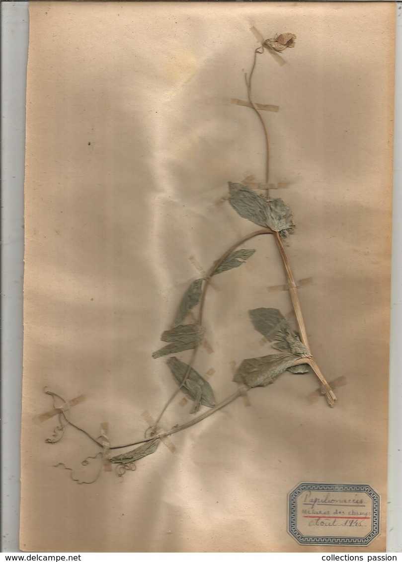 herbier véritable,fleurs séchés,  11 planches , famille des PAPILLONACEES , 1946 , 12 scans, frais fr 4.25 e