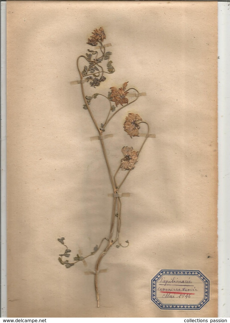 herbier véritable,fleurs séchés,  11 planches , famille des PAPILLONACEES , 1946 , 12 scans, frais fr 4.25 e