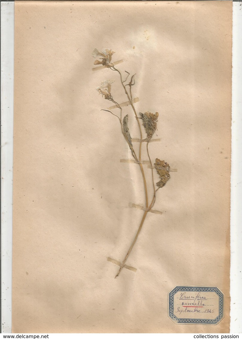 Herbier Véritable,fleurs Séchés, 3 Planches , Famille Des CRUCIFERES , 1946 , 4 Scans, Frais Fr 2.25 E - Autres & Non Classés