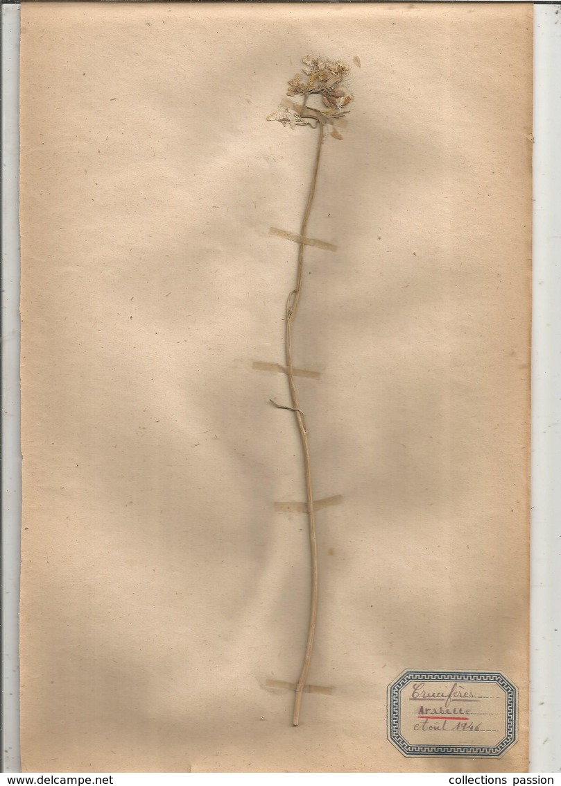 Herbier Véritable,fleurs Séchés, 3 Planches , Famille Des CRUCIFERES , 1946 , 4 Scans, Frais Fr 2.25 E - Autres & Non Classés