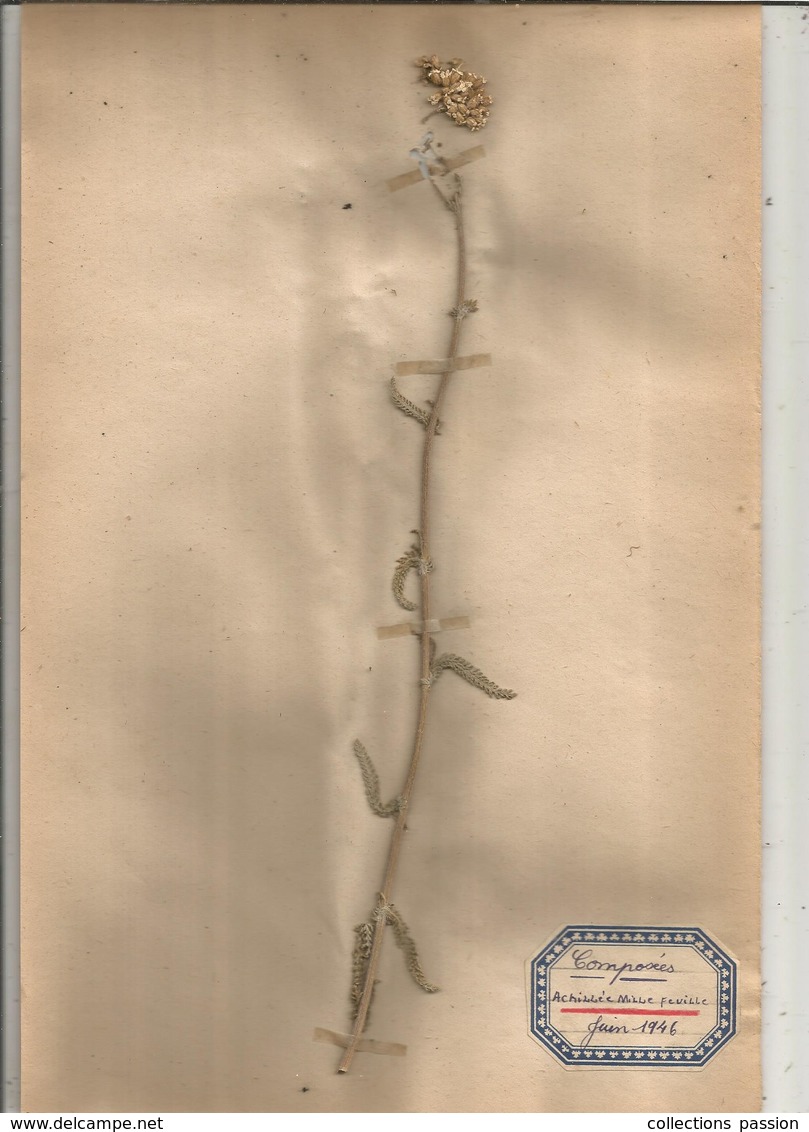 Herbier Véritable,fleurs Séchés, 7 Planches , Famille Des COMPOSEES , 1946 , 8 Scans, Frais Fr 3.35 E - Autres & Non Classés