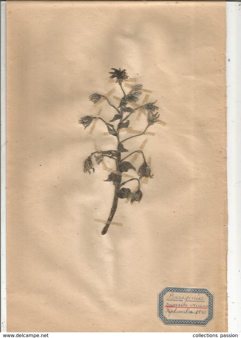 Herbier Véritable,fleurs Séchés, 3 Planches , Famille Des BORRAGINEES , 1946 , 4 Scans, Frais Fr 2.35 E - Autres & Non Classés