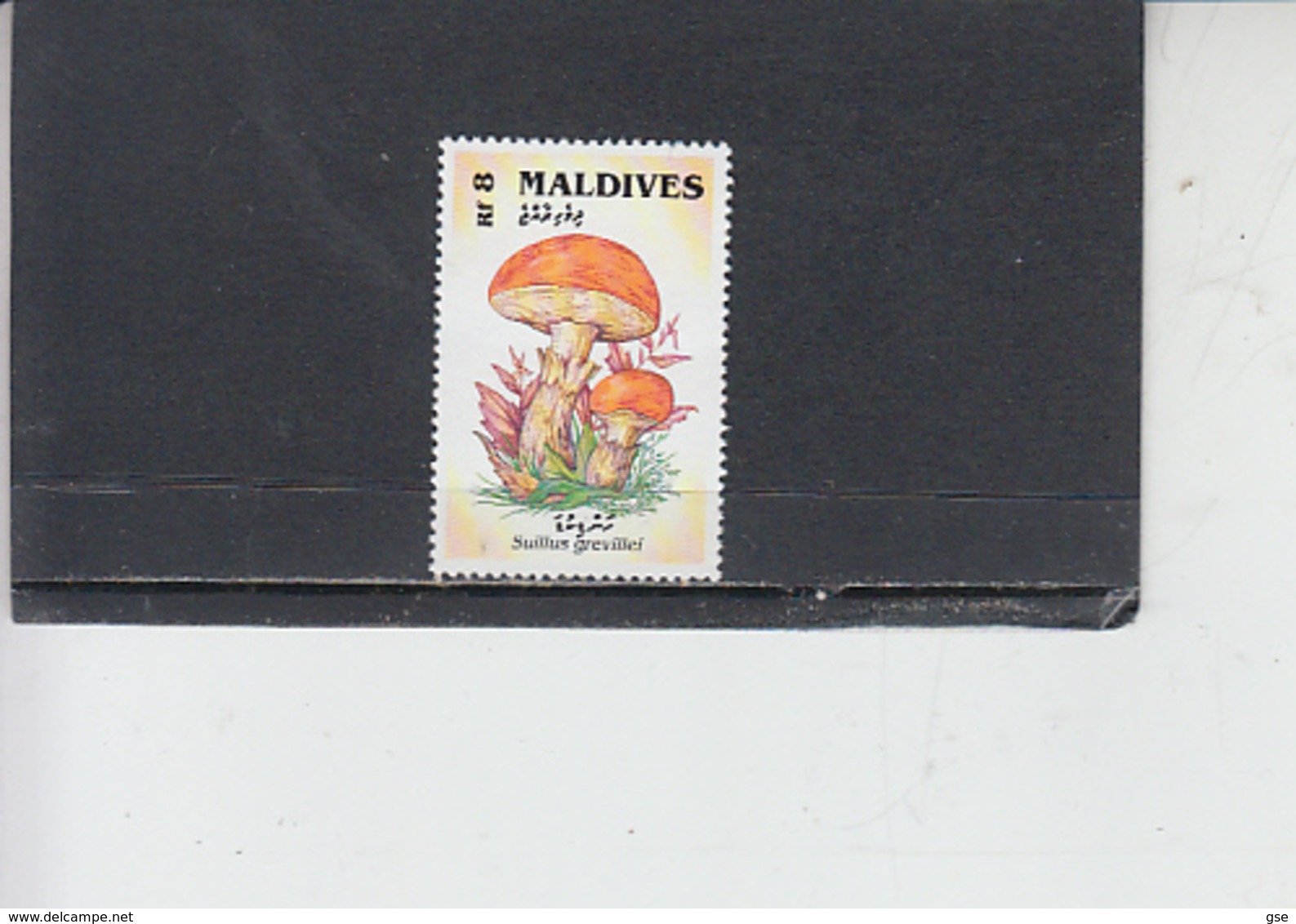 MALDIVE -  Alimentazione - Funghi - Funghi