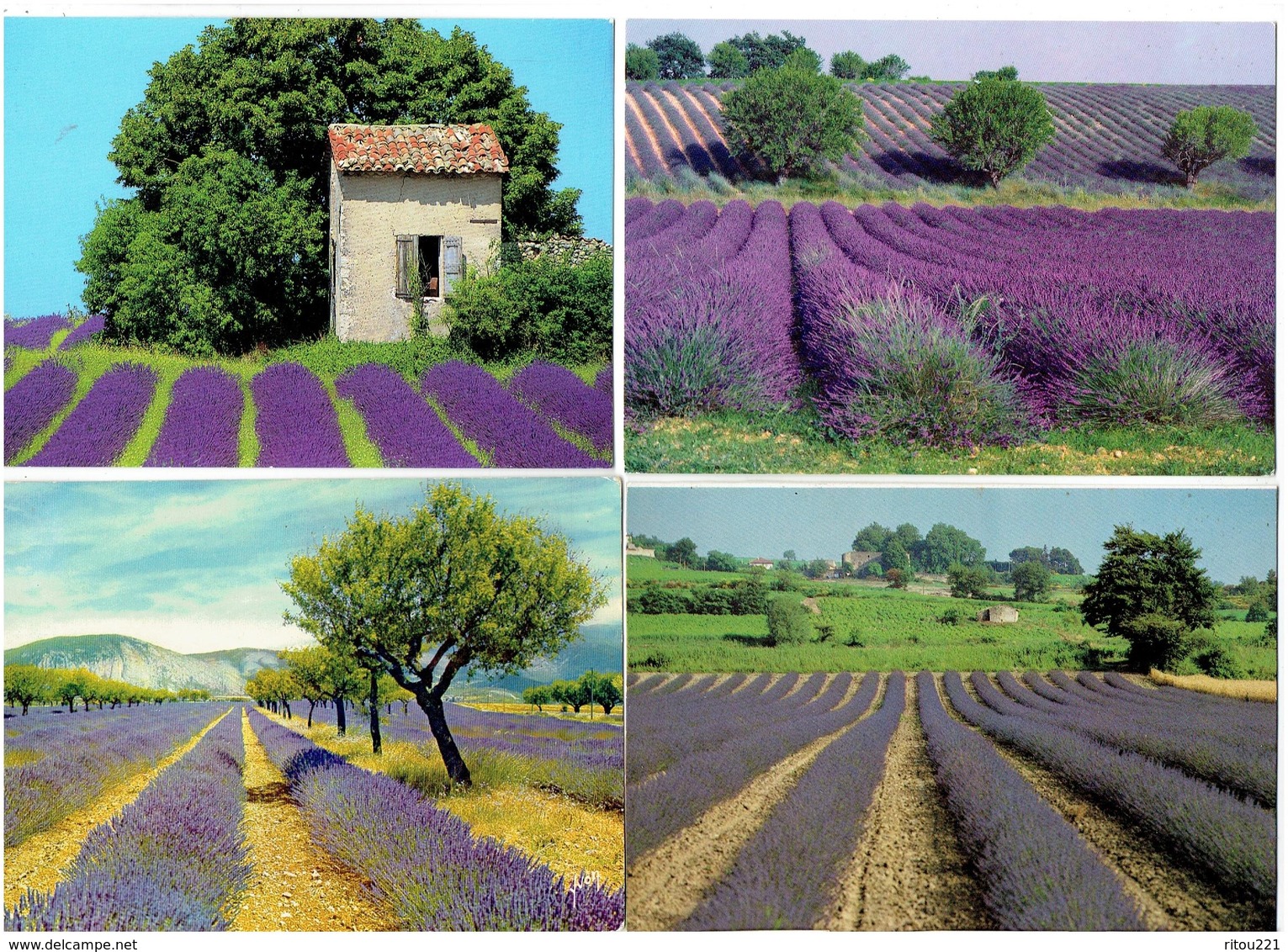 Lot 24 Cpm - Provence - Champ De Lavande -  Village Coupeuse Aiguines - Fleurs