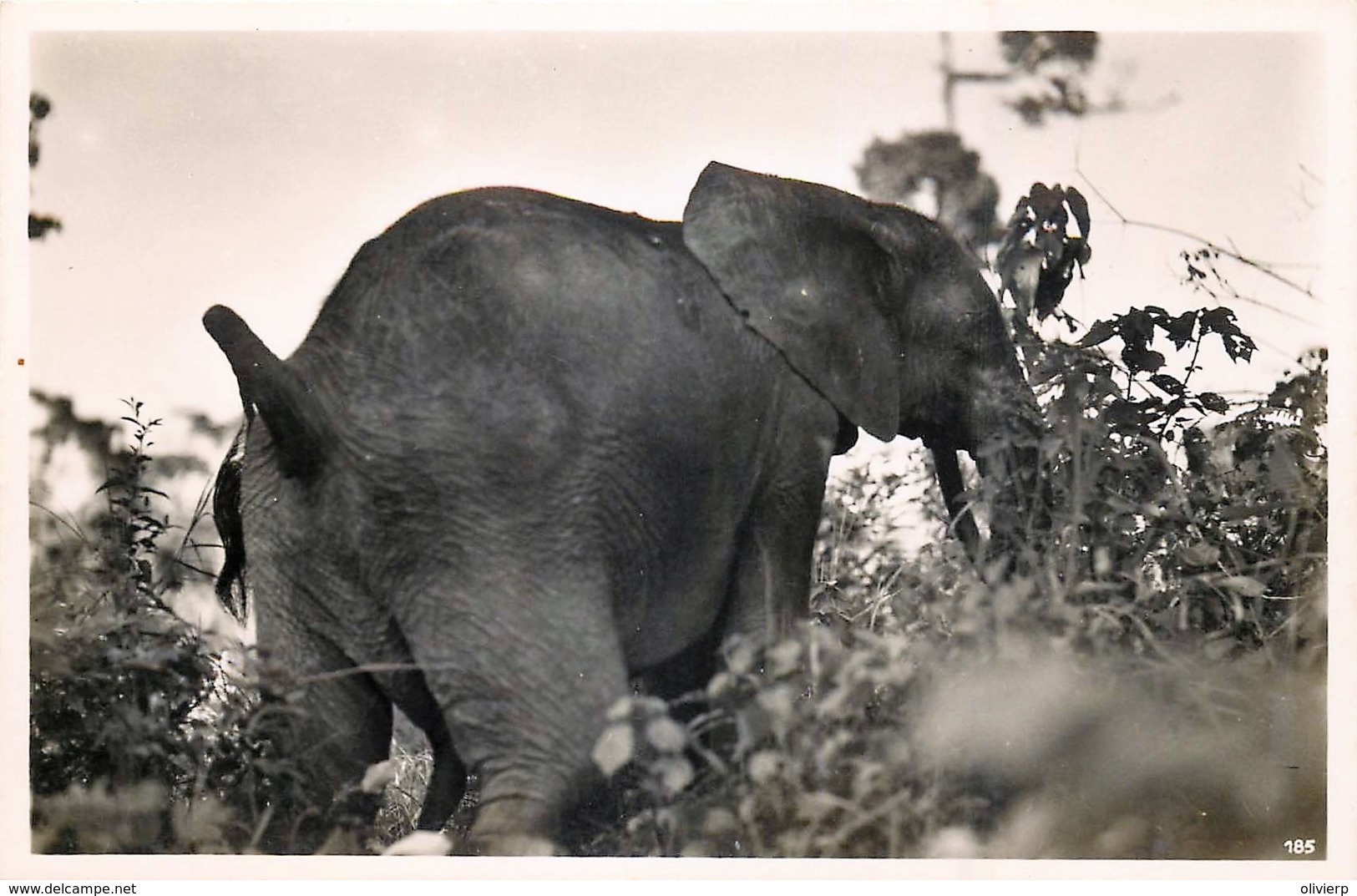 Publ. ZAGOURSKI 2e Série - L'Afrique Qui Disparait - Congo Belge - Eléphant - N° 185 - Congo Belge