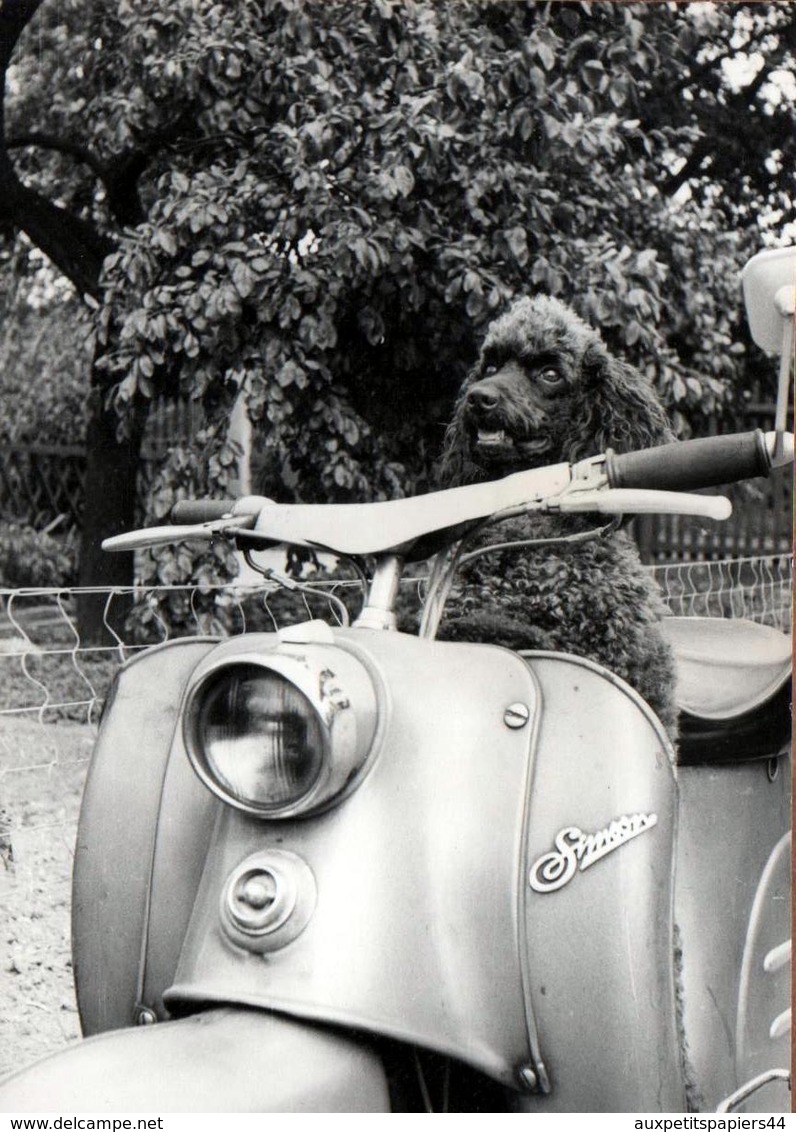 Photo Originale Motocyclisme Et Chien Caniche Noir Sur Son Scooter Simson KR50 Custom - Cyclisme