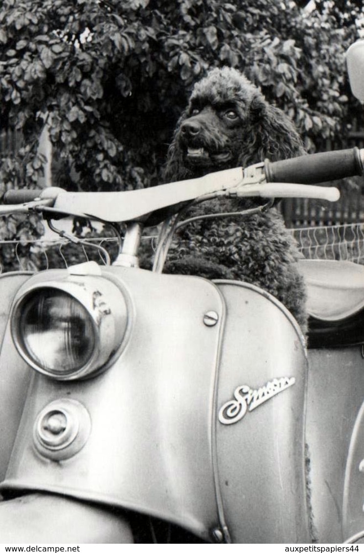 Photo Originale Motocyclisme Et Chien Caniche Noir Sur Son Scooter Simson KR50 Custom - Cyclisme