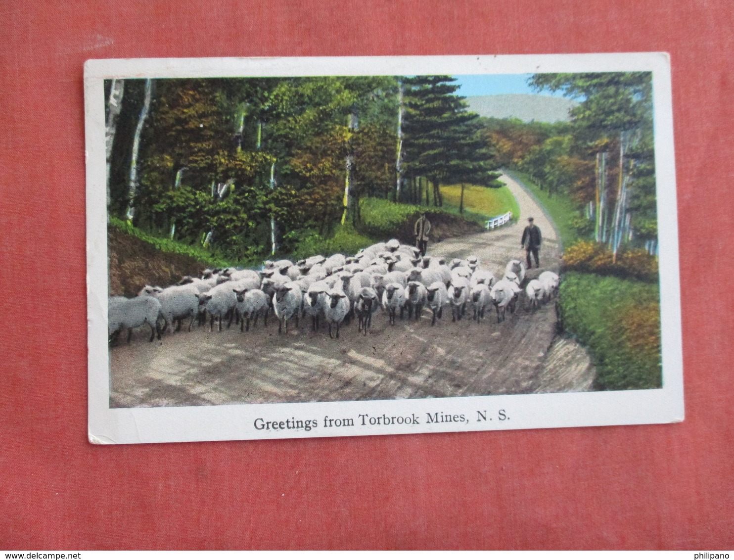 Canada > Nova Scotia > Herd Of Sheep  Torbrook Mines    Ref 3093 - Other & Unclassified