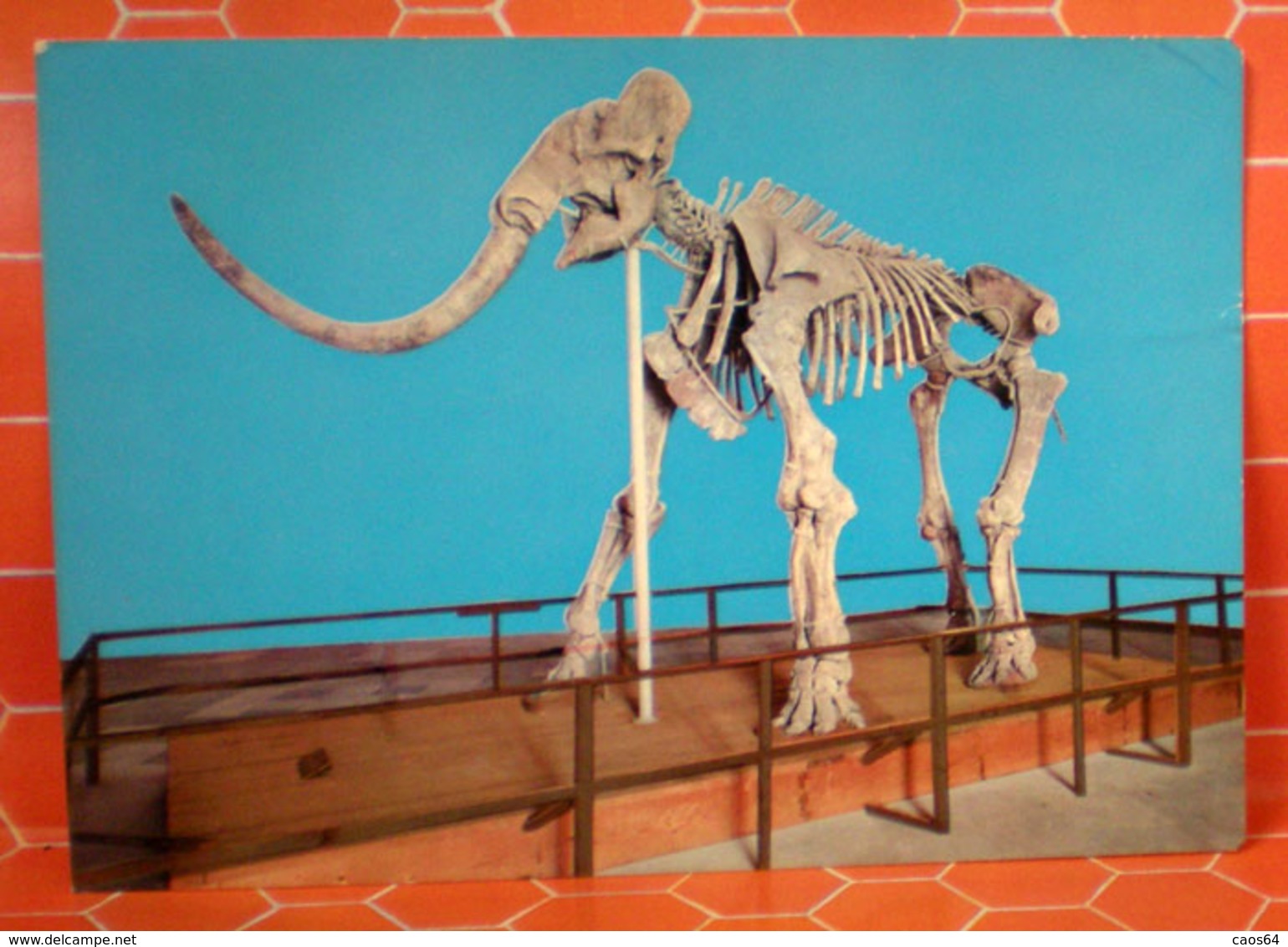 Mammut Museo Aquila   Cartolina 1970 - Musei