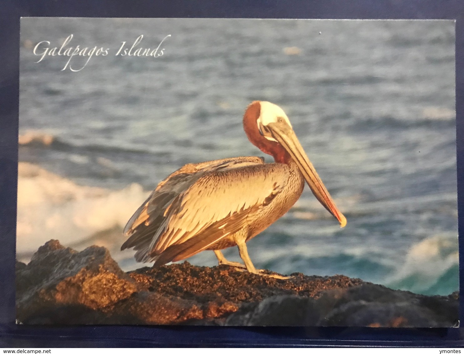 Santa Cruz ,Galapagos Islands , Circulated Postcard To Honduras - Equateur