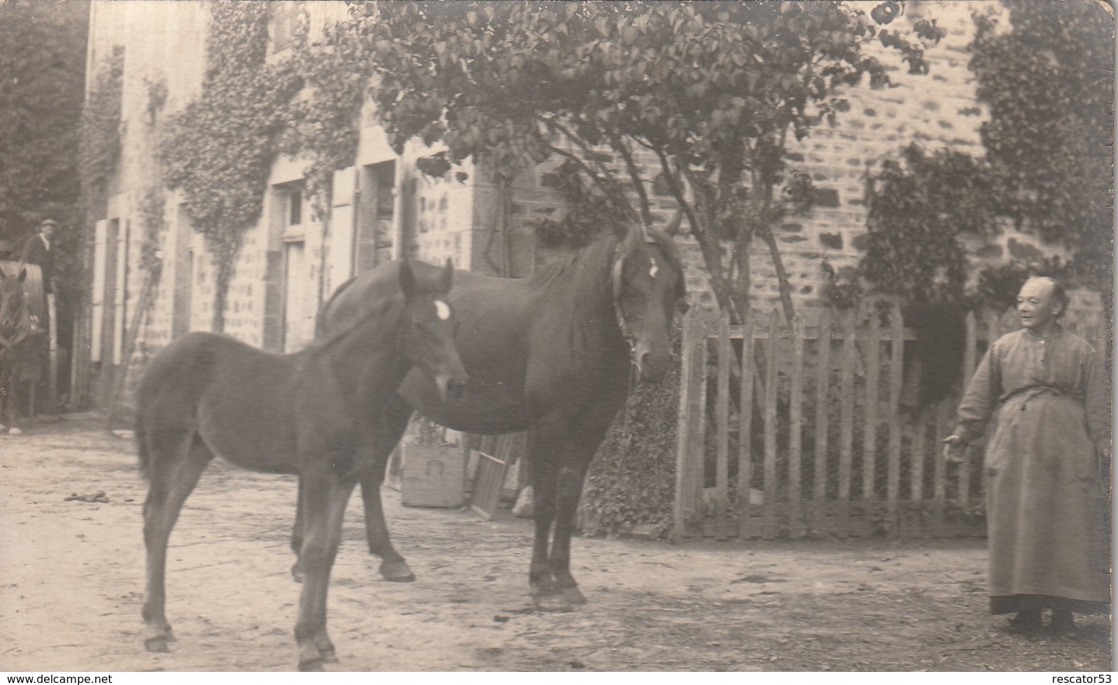 Rare Lot De 3 Cartes Photos Cheval Et Poulain Avec Vieille Dame Ferme De La Manche ? - Attelages