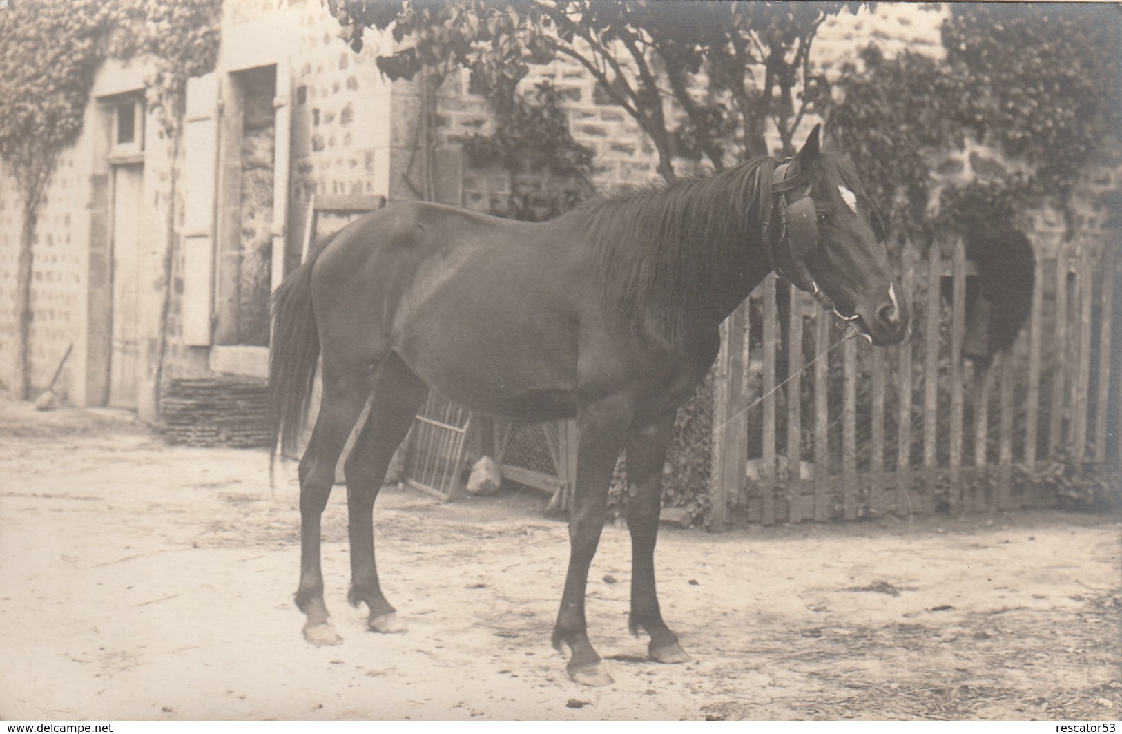 Rare Lot De 3 Cartes Photos Cheval Et Poulain Avec Vieille Dame Ferme De La Manche ? - Attelages