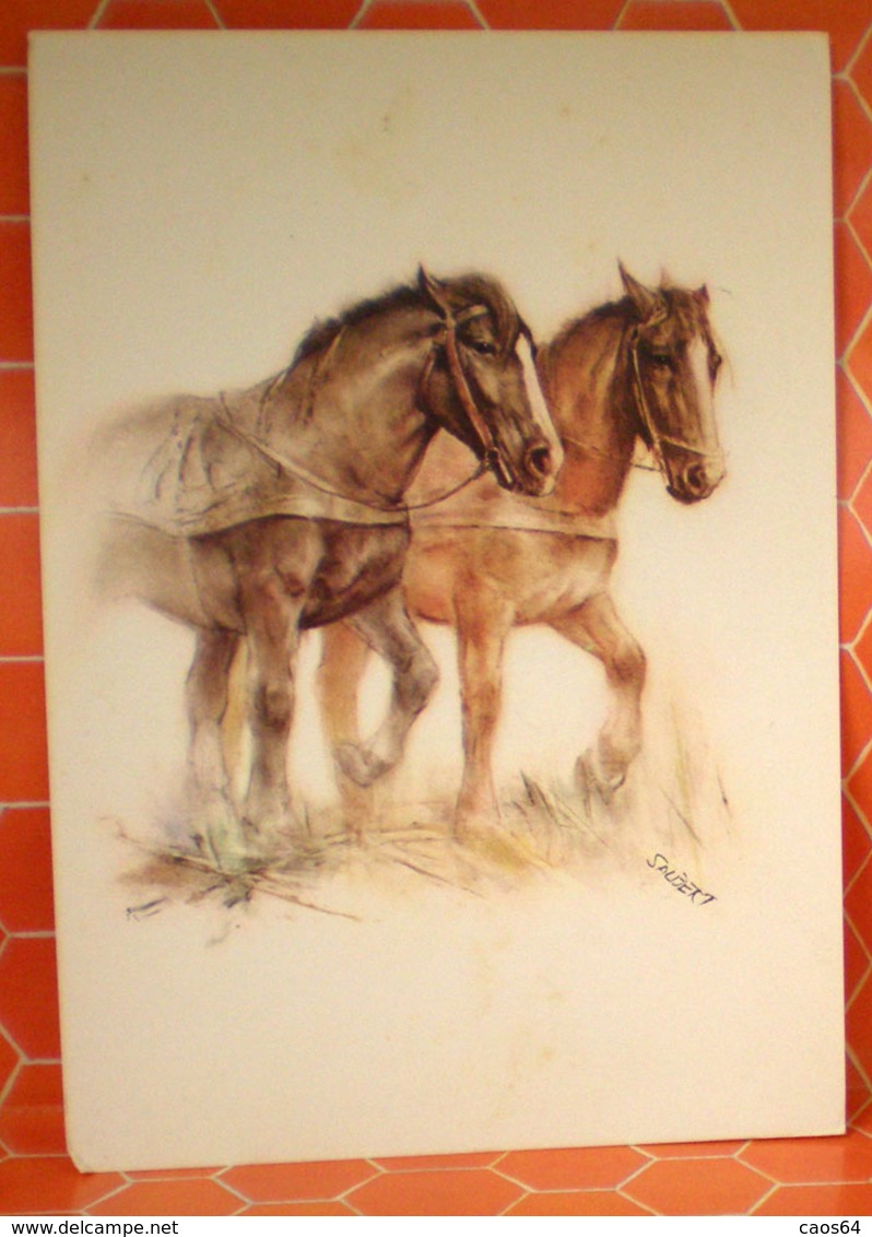 Cavalli Horses Ill. Saubert Cartolina - Cavalli